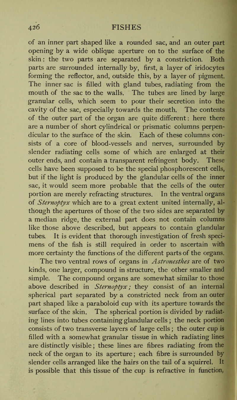 of an inner part shaped like a rounded sac, and an outer part opening by a wide oblique aperture on to the surface of the skin: the two parts are separated by a constriction. Both parts are surrounded internally by, first, a layer of iridocytes forming the reflector, and, outside this, by a layer of pigment. The inner sac is filled with gland tubes, radiating from the mouth of the sac to the walls. The tubes are lined by large granular cells, which seem to pour their secretion into the cavity of the sac, especially towards the mouth. The contents of the outer part of the organ are quite different: here there are a number of short cylindrical or prismatic columns perpen- dicular to the surface of the skin. Each of these columns con- sists of a core of blood-vessels and nerves, surrounded by slender radiating cells some of which are enlarged at their outer ends, and contain a transparent refringent body. These cells have been supposed to be the special phosphorescent cells, but if the light is produced by the glandular cells of the inner sac, it would seem more probable that the cells of the outer portion are merely refracting structures. In the ventral organs of Sternoptyx which are to a great extent united internally, al- though the apertures of those of the two sides are separated by a median ridge, the external part does not contain columns like those above described, but appears to contain glandular tubes. It is evident that thorough investigation of fresh speci- mens of the fish is still required in order to ascertain with more certainty the functions of the different parts of the organs. The two ventral rows of organs in Astronesthes are of two kinds, one larger, compound in structure, the other smaller and simple. The compound organs are somewhat similar to those above described in Sternoptyx; they consist of an internal spherical part separated by a constricted neck from an outer part shaped like a paraboloid cup with its aperture towards the surface of the skin. The spherical portion is divided by radiat- ing lines into tubes containing glandular cells ; the neck portion consists of two transverse layers of large cells; the outer cup is filled with a somewhat granular tissue in which radiating lines are distinctly visible; these lines are fibres radiating from the neck of the organ to its aperture; each fibre is surrounded by slender cells arranged like the hairs on the tail of a squirrel. It is possible that this tissue of the cup is refractive in function,