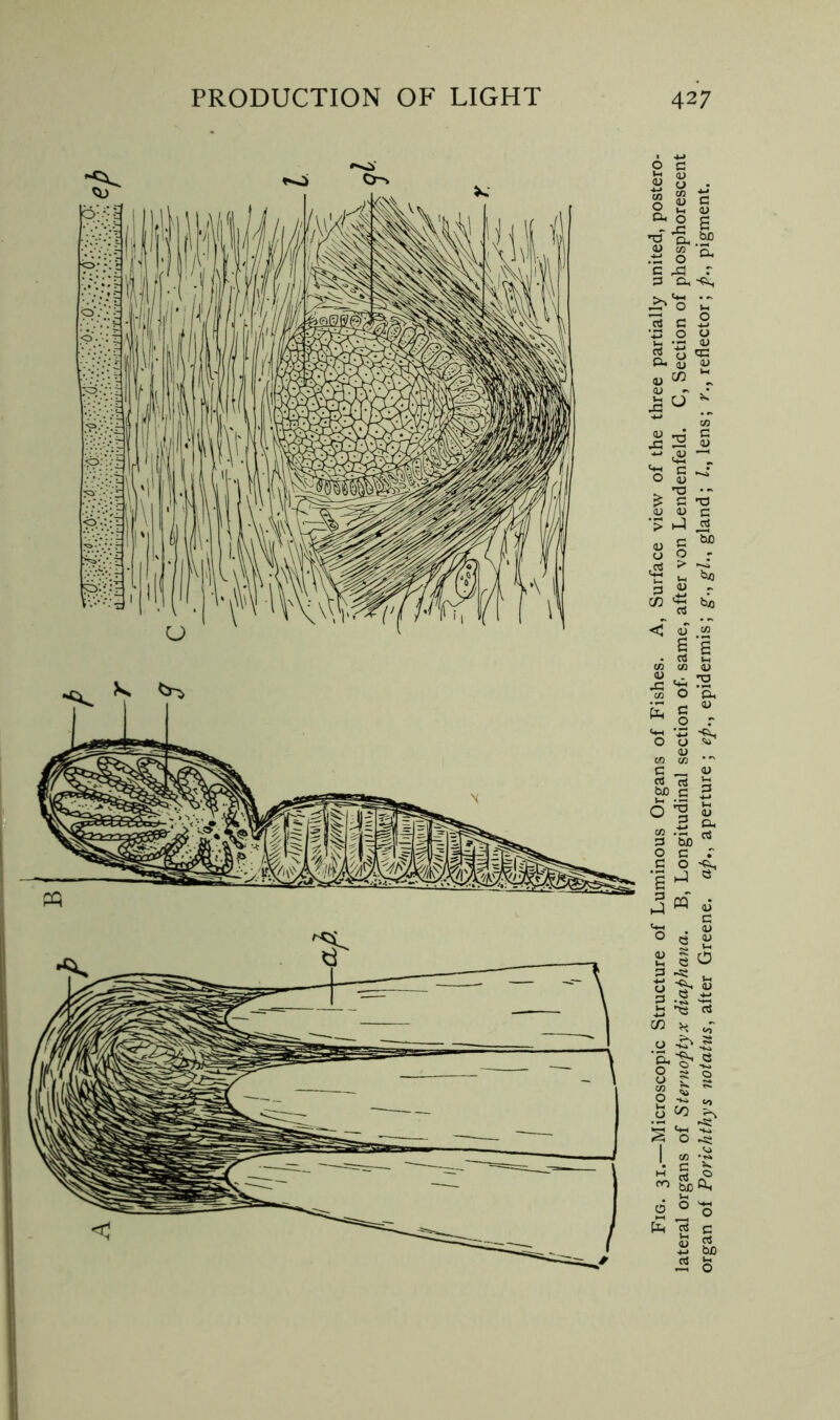 Fig. 31.—Microscopic Structure of Luminous Organs of Fishes. A, Surface view of the three partially united, postero- lateral organs of Sternoptyx diaphana. B, Longitudinal section of* same, after von Lendenfeld. C, Section of phosphorescent organ of Porichthys notatus, alter Greene, ap., aperture ; ep.^ epidermis; g., gl., gland; lens; f., reflector; p., pigment.