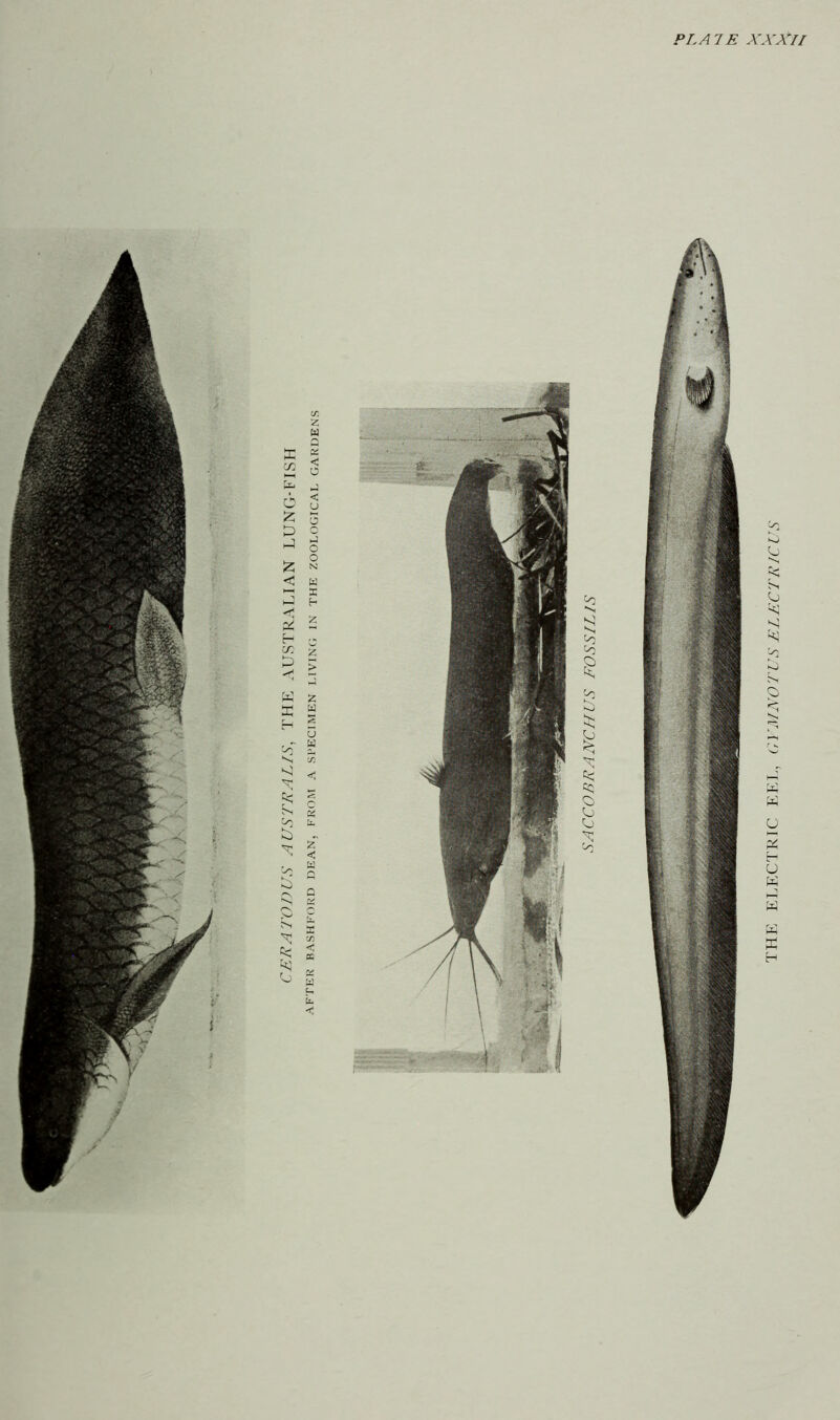 V PLATE XXXlI thp: electric eel, gymnotus electricus