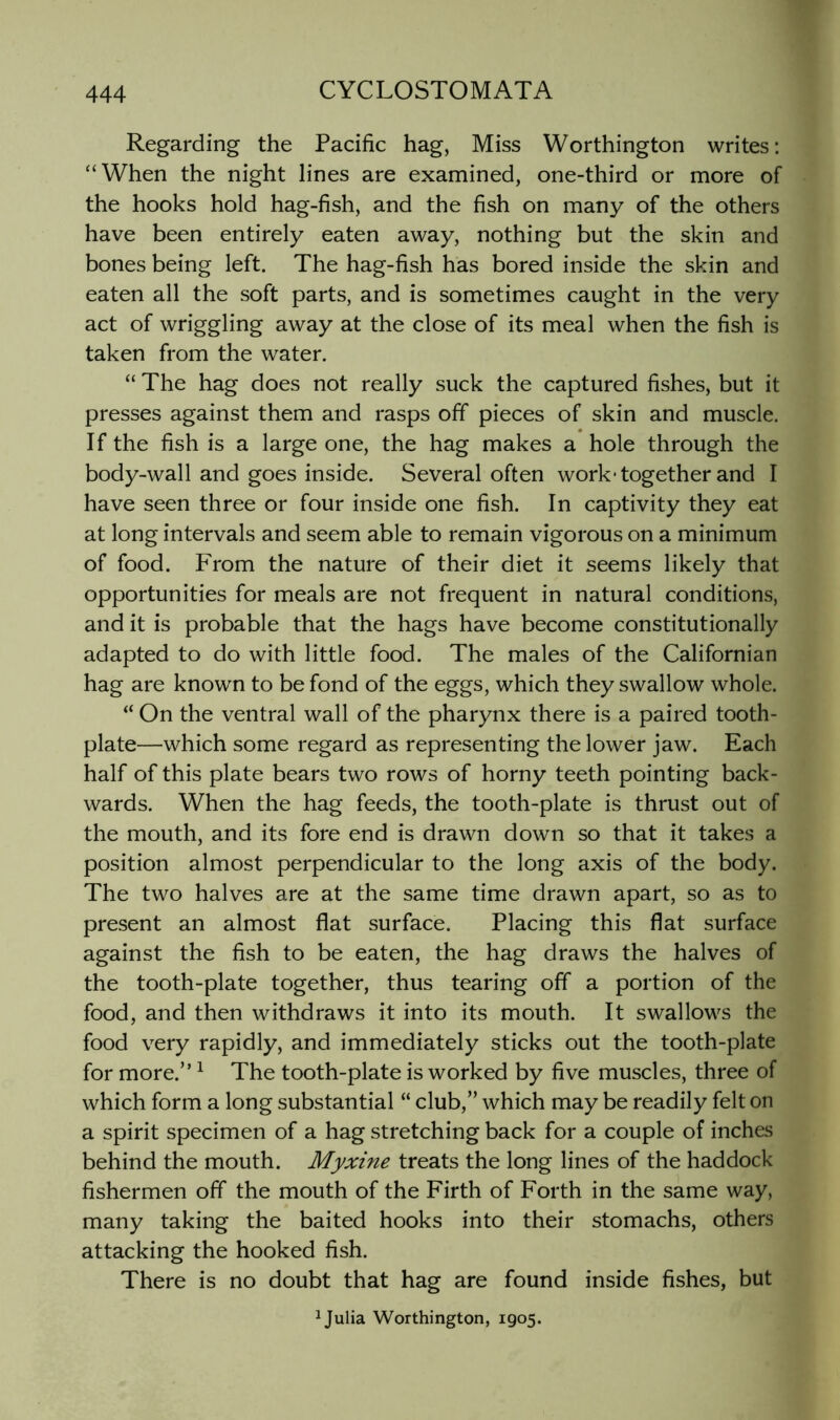 Regarding the Pacific hag, Miss Worthington writes: “When the night lines are examined, one-third or more of the hooks hold hag-fish, and the fish on many of the others have been entirely eaten away, nothing but the skin and bones being left. The hag-fish has bored inside the skin and eaten all the soft parts, and is sometimes caught in the very act of wriggling away at the close of its meal when the fish is taken from the water. “ The hag does not really suck the captured fishes, but it presses against them and rasps off pieces of skin and muscle. If the fish is a large one, the hag makes a hole through the body-wall and goes inside. Several often work* together and I have seen three or four inside one fish. In captivity they eat at long intervals and seem able to remain vigorous on a minimum of food. From the nature of their diet it seems likely that opportunities for meals are not frequent in natural conditions, and it is probable that the hags have become constitutionally adapted to do with little food. The males of the Californian hag are known to be fond of the eggs, which they swallow whole. “ On the ventral wall of the pharynx there is a paired tooth- plate—which some regard as representing the lower jaw. Each half of this plate bears two rows of horny teeth pointing back- wards. When the hag feeds, the tooth-plate is thrust out of the mouth, and its fore end is drawn down so that it takes a position almost perpendicular to the long axis of the body. The two halves are at the same time drawn apart, so as to present an almost flat surface. Placing this flat surface against the fish to be eaten, the hag draws the halves of the tooth-plate together, thus tearing off a portion of the food, and then withdraws it into its mouth. It swallows the food very rapidly, and immediately sticks out the tooth-plate for more.” ^ The tooth-plate is worked by five muscles, three of which form a long substantial “ club,” which may be readily felt on a spirit specimen of a hag stretching back for a couple of inches behind the mouth. Myxine treats the long lines of the haddock fishermen off the mouth of the Firth of Forth in the same way, many taking the baited hooks into their stomachs, others attacking the hooked fish. There is no doubt that hag are found inside fishes, but ^ Julia Worthington, 1905.