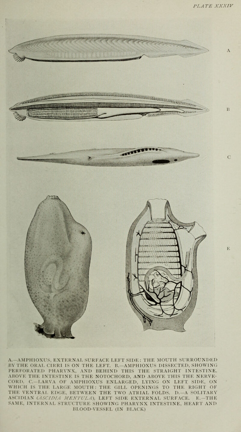 FLA TE XXX/F A.-AMPHIOXUS, KXTKRXAL SURFACE T.KFT SIDK: THE MOUTH SURROUNDED i;V I'HE ORAL CIRRI IS ON THE LEFT. 1’,.—AM PH lOXUS DISSECTED, SHOWING PERFORATED PHARYNX, AND BEHIND THIS THE STRAIGHT INTESTINE. ABOVE THE IN I'ESTINE IS THE NOTOCHORD, AND ABOVE I'HIS THE NERVE- CORD. C.—LARVA OF AMPHIOXUS ENLARGED, LYING ON LEFT SIDE, ON WHK H IS IHE LARGE MOUTH: THE GILL OPENINGS TO THE RIGHT OF THE VEN'l'RAI EDGE, BETWEEN THE TWO ATRIAL FOLDS. D.—A SOLITARY A.SCIDIAN (ASC//)/A .U/iX'l'CEA), LEFT SIDE EXTERNAL SURFACE. E.—THE SAME, INTERNAL STRUCTURE SHOWING PHARYNX INTESTINE, HEAR T AND BLOOD-VESSEL (IN BLACK)