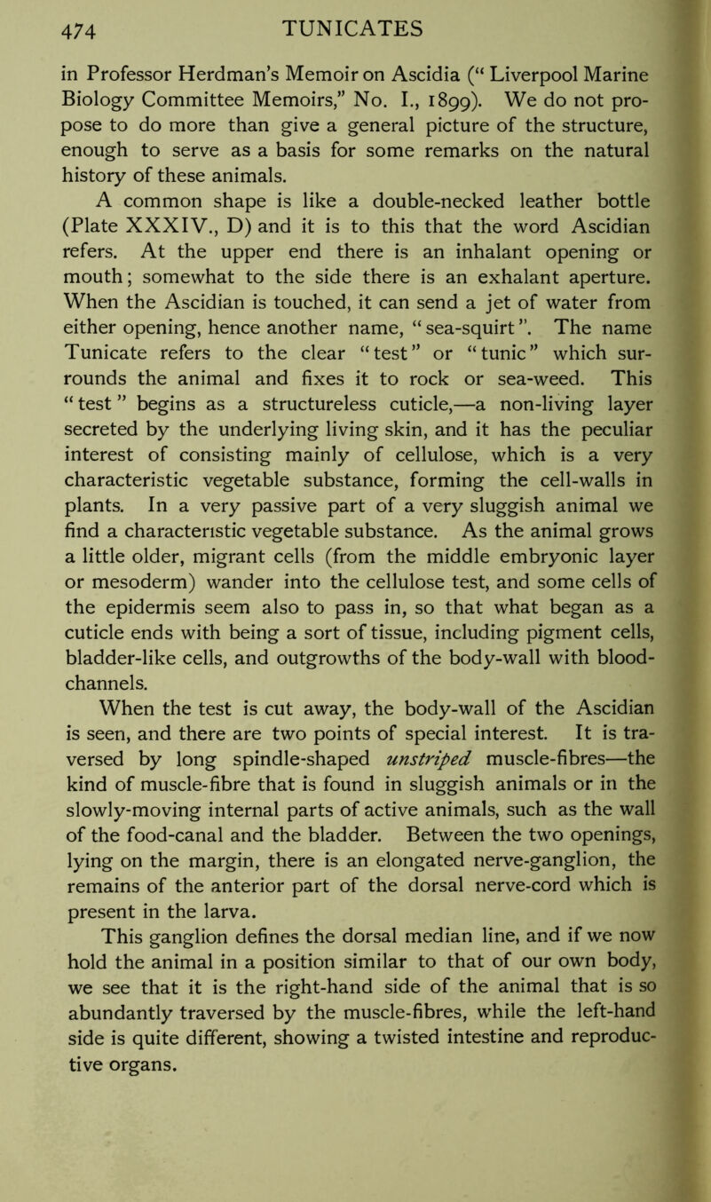 in Professor Herdman’s Memoir on Ascidia (“ Liverpool Marine Biology Committee Memoirs,” No. L, 1899). We do not pro- pose to do more than give a general picture of the structure, enough to serve as a basis for some remarks on the natural history of these animals. A common shape is like a double-necked leather bottle (Plate XXXIV., D) and it is to this that the word Ascidian refers. At the upper end there is an inhalant opening or mouth; somewhat to the side there is an exhalant aperture. When the Ascidian is touched, it can send a jet of water from either opening, hence another name, “ sea-squirt ”. The name Tunicate refers to the clear “test” or “tunic” which sur- rounds the animal and fixes it to rock or sea-weed. This “ test ” begins as a structureless cuticle,—a non-living layer secreted by the underlying living skin, and it has the peculiar interest of consisting mainly of cellulose, which is a very characteristic vegetable substance, forming the cell-walls in plants. In a very passive part of a very sluggish animal we find a characteristic vegetable substance. As the animal grows a little older, migrant cells (from the middle embryonic layer or mesoderm) wander into the cellulose test, and some cells of the epidermis seem also to pass in, so that what began as a cuticle ends with being a sort of tissue, including pigment cells, bladder-like cells, and outgrowths of the body-wall with blood- channels. When the test is cut away, the body-wall of the Ascidian is seen, and there are two points of special interest. It is tra- versed by long spindle-shaped unstriped muscle-fibres—the kind of muscle-fibre that is found in sluggish animals or in the slowly-moving internal parts of active animals, such as the wall of the food-canal and the bladder. Between the two openings, lying on the margin, there is an elongated nerve-ganglion, the remains of the anterior part of the dorsal nerve-cord which is present in the larva. This ganglion defines the dorsal median line, and if we now hold the animal in a position similar to that of our own body, we see that it is the right-hand side of the animal that is so abundantly traversed by the muscle-fibres, while the left-hand side is quite different, showing a twisted intestine and reproduc- tive organs.