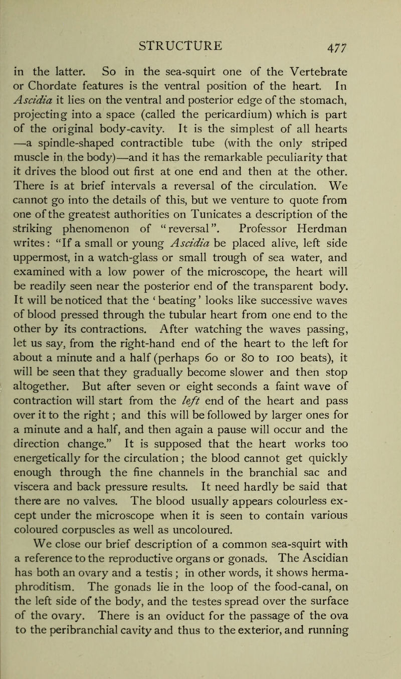 in the latter. So in the sea-squirt one of the Vertebrate or Chordate features is the ventral position of the heart. In Ascidia it lies on the ventral and posterior edge of the stomach, projecting into a space (called the pericardium) which is part of the original body-cavity. It is the simplest of all hearts —a spindle-shaped contractible tube (with the only striped muscle in the body)—and it has the remarkable peculiarity that it drives the blood out first at one end and then at the other. There is at brief intervals a reversal of the circulation. We cannot go into the details of this, but we venture to quote from one of the greatest authorities on Tunicates a description of the striking phenomenon of “ reversal ”. Professor Herdman writes: ‘Tf a small or young Ascidia be placed alive, left side uppermost, in a watch-glass or small trough of sea water, and examined with a low power of the microscope, the heart will be readily seen near the posterior end of the transparent body. It will be noticed that the ‘beating’ looks like successive waves of blood pressed through the tubular heart from one end to the other by its contractions. After watching the waves passing, let us say, from the right-hand end of the heart to the left for about a minute and a half (perhaps 6o or 8o to lOO beats), it will be seen that they gradually become slower and then stop altogether. But after seven or eight seconds a faint wave of contraction will start from the left end of the heart and pass over it to the right; and this will be followed by larger ones for a minute and a half, and then again a pause will occur and the direction change.” It is supposed that the heart works too energetically for the circulation; the blood cannot get quickly enough through the fine channels in the branchial sac and viscera and back pressure results. It need hardly be said that there are no valves. The blood usually appears colourless ex- cept under the microscope when it is seen to contain various coloured corpuscles as well as uncoloured. We close our brief description of a common sea-squirt with a reference to the reproductive organs or gonads. The Ascidian has both an ovary and a testis ; in other words, it shows herma- phroditism. The gonads lie in the loop of the food-canal, on the left side of the body, and the testes spread over the surface of the ovary. There is an oviduct for the passage of the ova to the peribranchial cavity and thus to the exterior, and running
