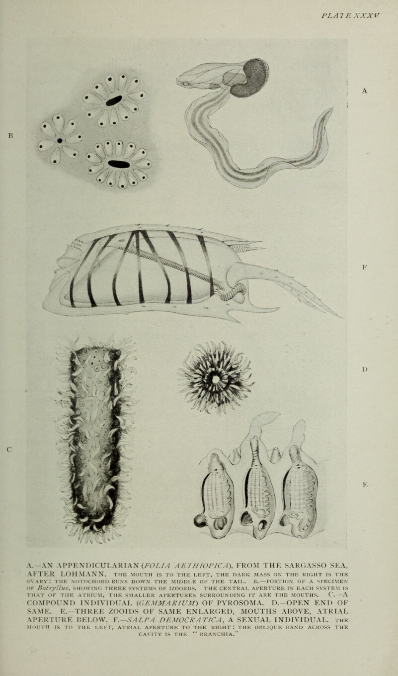 FLAT E XXXV A.—A\ APPEXDICULARIAN (/-'(V./zi AETHIOPICA\ FROM THE SARGASSO SEA, AFTER I,OH MANN, the mouth is to the left, the hake mass on the right is the ovary: the notochord runs down the middle of the tail. b.—portion of a specimen OF liofyyllus, showing three systems of izoords. the central aperture in each system is THAT OF THE ATRIUM, THE SMALLER APERTURES SURROUNDING IT ARE THE MOUTHS. C'. —A COMPOUM) IM)IVII)UA1> (CE.lfMA A'/UM) OF PVROSOMA. D.—OPEN END OF SAME. E.—THREE ZOOIDS OF SA.ME ENI.ARCIED, MOUTHS ABOVE, ATRIAL APER'IURE P.EI.OW. V.—SALFA DE.’STOCRATICA, A SEXUAL INDIVIDUAL, the MOUTH IS TO THE LEFT, ATRIAL APERTURE TO THE RIGHT: THE OBLIQUE BAND ACROSS THE CAVITY IS THE “ BRANCHIA.”