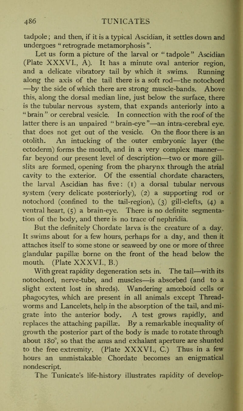tadpole; and then, if it is a typical Ascidian, it settles down and undergoes “ retrograde metamorphosis Let us form a picture of the larval or “ tadpole ” Ascidian (Plate XXXVI., A). It has a minute oval anterior region, and a delicate vibratory tail by which it swims. Running along the axis of the tail there is a soft rod—the notochord —by the side of which there are strong muscle-bands. Above this, along the dorsal median line, just below the surface, there is the tubular nervous system, that expands anteriorly into a “ brain ” or cerebral vesicle. In connection with the roof of the latter there is an unpaired “ brain-eye ”—an intra-cerebral eye. that does not get out of the vesicle. On the floor there is an otolith. An intucking of the outer embryonic layer (the ectoderm) forms the mouth, and in a very complex manner— far beyond our present level of description—two or more gill- slits are formed, opening from the pharynx through the atrial cavity to the exterior. Of the essential chordate characters, the larval Ascidian has five: (i) a dorsal tubular nervous system (very delicate posteriorly), (2) a supporting rod or notochord (confined to the tail-region), (3) gill-clefts, (4) a ventral heart, (5) a brain-eye. There is no definite segmenta- tion of the body, and there is no trace of nephridia. But the definitely Chordate larva is the creature of a day. It swims about for a few hours, perhaps for a day, and then it attaches itself to some stone or seaweed by one or more of three glandular papillae borne on the front of the head below the mouth. (Plate XXXVI., B.) With great rapidity degeneration sets in. The tail—with its notochord, nerve-tube, and muscles—is absorbed (and to a slight extent lost in shreds). Wandering amoeboid cells or phagocytes, which are present in all animals except Thread- worms and Lancelots, help in the absorption of the tail, and mi- grate into the anterior body. A test grows rapidly, and replaces the attaching papillae. By a remarkable inequality of growth the posterior part of the body is made to rotate through about 180°, so that the anus and exhalant aperture are shunted to the free extremity. (Plate XXXVI., C.) Thus in a few hours an unmistakable Chordate becomes an enigmatical nondescript. The Tunicate’s life-history illustrates rapidity of develop-