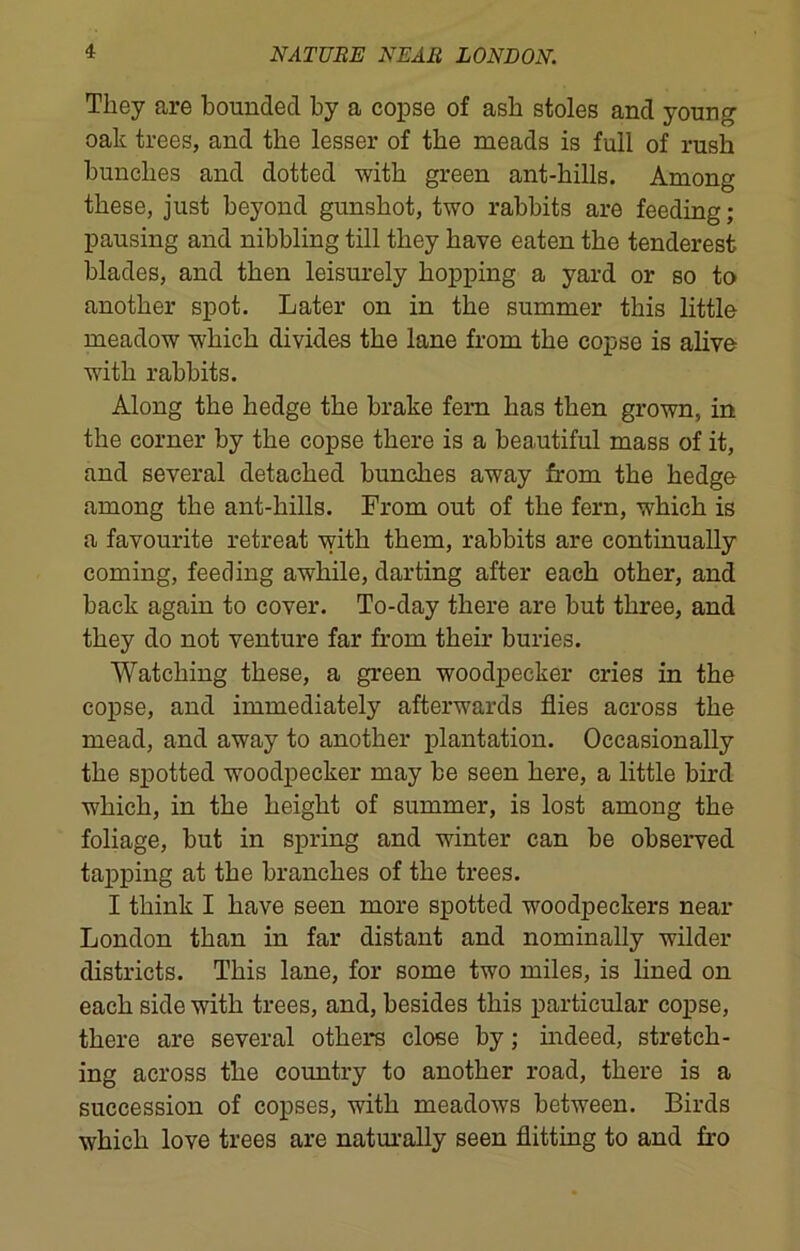 They are bounded by a copse of ash stoles and young- oak trees, and the lesser of the meads is full of rush bunches and dotted with green ant-hills. Among these, just beyond gunshot, two rabbits are feeding; pausing and nibbling till they have eaten the tenderest blades, and then leisurely hopping a yard or so to another spot. Later on in the summer this little meadow which divides the lane from the copse is alive with rabbits. Along the hedge the brake fern has then grown, in the corner by the copse there is a beautiful mass of it, and several detached bunches away from the hedge among the ant-hills. From out of the fern, which is a favourite retreat with them, rabbits are continually coming, feeding awhile, darting after each other, and back again to cover. To-day there are but three, and they do not venture far from their buries. Watching these, a green woodpecker cries in the copse, and immediately afterwards flies across the mead, and away to another plantation. Occasionally the spotted woodpecker may be seen here, a little bird which, in the height of summer, is lost among the foliage, but in spring and winter can be observed tapping at the branches of the trees. I think I have seen more spotted woodpeckers near London than in far distant and nominally wilder districts. This lane, for some two miles, is lined on each side with trees, and, besides this particular copse, there are several others close by; indeed, stretch- ing across the country to another road, there is a succession of copses, with meadows between. Birds which love trees are naturally seen flitting to and fro