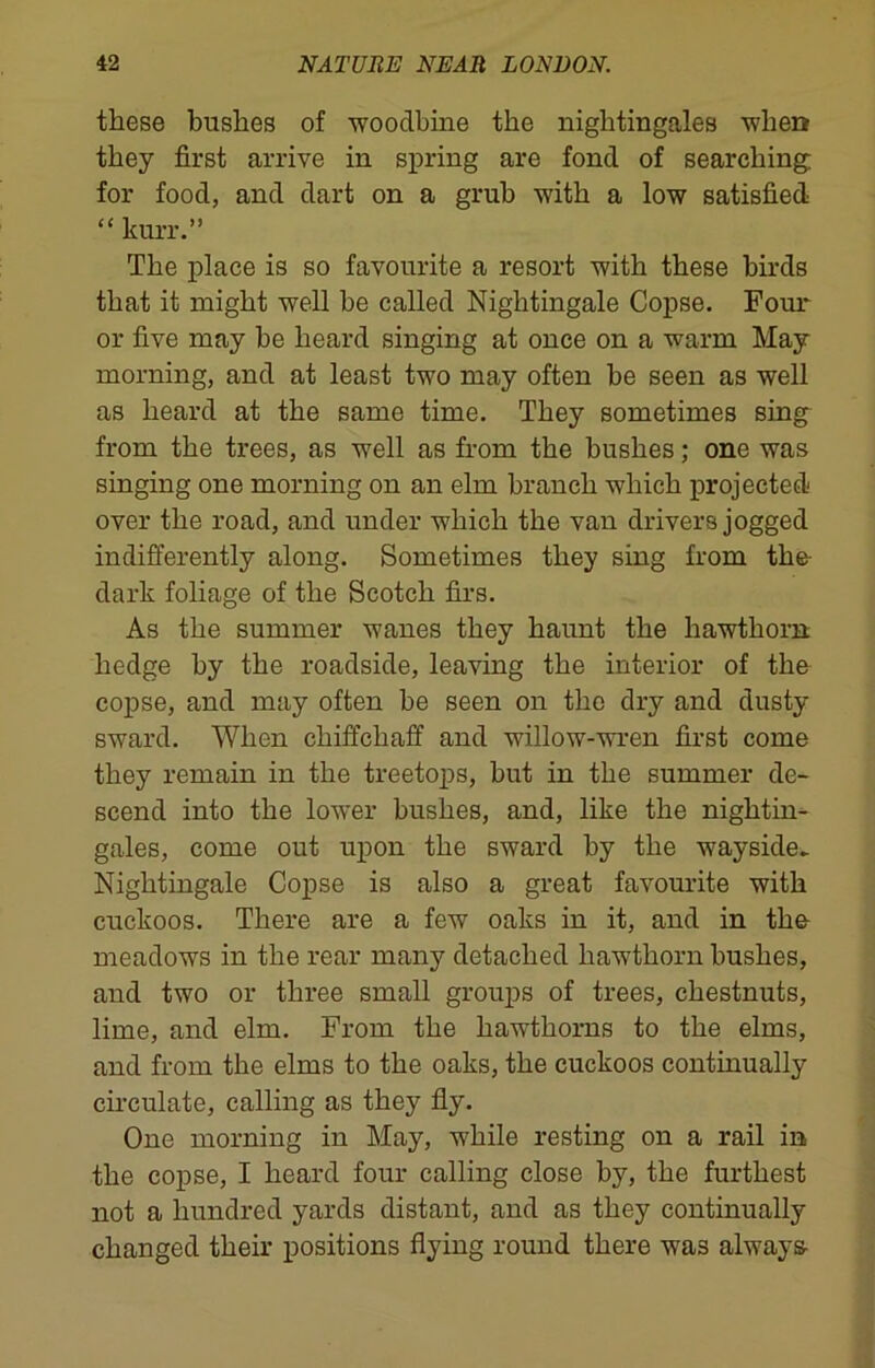 these bushes of woodbine the nightingales when they first arrive in spring are fond of searching for food, and dart on a grub with a low satisfied “ kurr.” The place is so favourite a resort with these birds that it might well be called Nightingale Copse. Four or five may be heard singing at once on a warm May morning, and at least two may often be seen as well as heard at the same time. They sometimes sing from the trees, as well as from the bushes; one was singing one morning on an elm branch which projected over the road, and under which the van drivers jogged indifferently along. Sometimes they sing from the dark foliage of the Scotch firs. As the summer wanes they haunt the hawthorn hedge by the roadside, leaving the interior of the copse, and may often be seen on the dry and dusty sward. When chiffcliaff and willow-wren first come they remain in the treetops, but in the summer de- scend into the lower bushes, and, like the nightin- gales, come out upon the sward by the wayside. Nightingale Copse is also a great favourite with cuckoos. There are a few oaks in it, and in the meadows in the rear many detached hawthorn bushes, and two or three small groups of trees, chestnuts, lime, and elm. From the hawthorns to the elms, and from the elms to the oaks, the cuckoos continually circulate, calling as they fly. One morning in May, while resting on a rail in, the copse, I heard four calling close by, the furthest not a hundred yards distant, and as they continually changed their positions flying round there was always