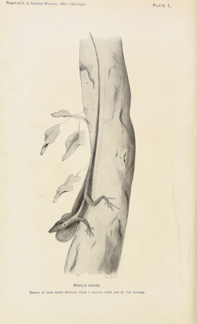 Report of U. S. National Museum, 1 902.—Stejneger. Plate 1. Anolis krugi. Drawn by miss sigrid bentzon from a sketch from life by the author.