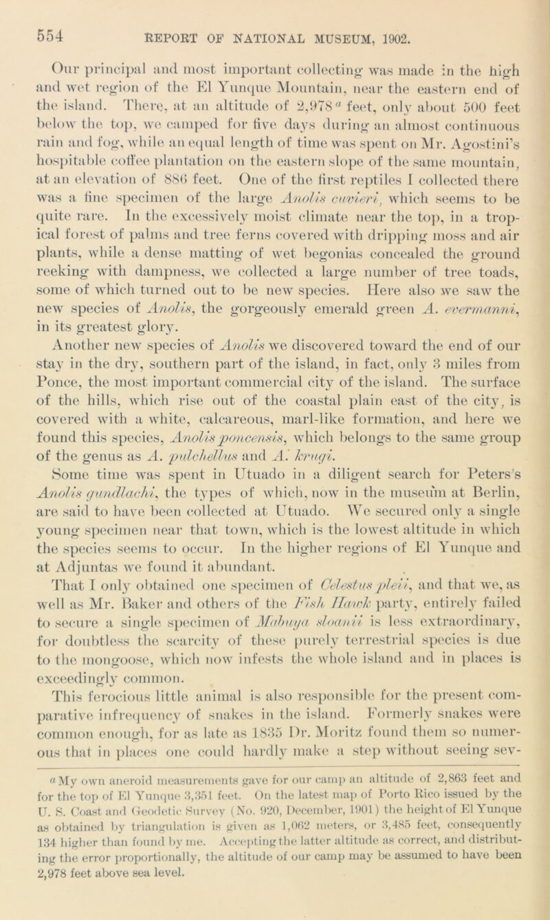Our principal and most important collecting was made in the high and wet region of the El Yunque Mountain, near the eastern end of the island. There, at an altitude of 2,978® feet, only about 500 feet below the top, we camped for five days during an almost continuous rain and fog, while an equal length of time was spent on Mr. Agostini’s hospitable coffee plantation on the eastern slope of the same mountain, at an elevation of 886 feet. One of the first reptiles I collected there was a fine specimen of the large Anolis cuvieri, which seems to be quite rare. In the excessively moist climate near the top, in a trop- ical forest of palms and tree ferns covered with dripping moss and air plants, while a dense matting of Avet begonias concealed the ground reeking with dampness, we collected a large number of tree toads, some of which turned out to be new species. Here also we saw the new species of Anolis, the gorgeously emerald green A. evermanni, in its greatest glory. Another new species of Anolis we discovered toward the end of our stay in the dry, southern part of the island, in fact, only 3 miles from Ponce, the most important commercial city of the island. The surface of the hills, which rise out of the coastal plain east of the city, is covered with a white, calcareous, marl-like formation, and here we found this species, Anolisponcensis, Avhich belongs to the same group of the genus as A. pulchellus and A. krugi. Some time was spent in Utuado in a diligent search for Peters's Anolis gundlachi, the types of which, now in the museum at Berlin, are said to have been collected at Utuado. We secured only a single young specimen near that town, which is the lowest altitude in which the species seems to occur. In the higher regions of El Yunque and at Adjuntas we found it abundant. That I only obtained one specimen of Celestas pleii, and that we, as well as Mr. Baker and others of the Fish Ilawk party, entirely failed to secure a single specimen of Mahuya sloanii is less extraordinary, for doubtless the scarcity of these purely terrestrial species is due to the mongoose, which now infests the whole island and in places is exceedingly common. This ferocious little animal is also responsible for the present com- parative infrequency of snakes in the island. Formerly snakes were common enough, for as late as 1835 Dr. Moritz found them so numer- ous that in places one could hardly make a step without seeing se\7- a My own aneroid measurements gave for our camp an altitude of 2,863 feet and for the top of El Yunque 3,351 feet. On the latest map of Porto Rico issued by the U. S. Coast and Geodetic Survey (No. 920, December, 1901) the heightof El Yunque as obtained by triangulation is given as 1,062 meters, or 3,485 feet, consequently 134 higher than found by me. Accepting the latter altitude as correct, and distribut- ing the error proportionally, the altitude of our camp may be assumed to have been 2,978 feet above sea level.