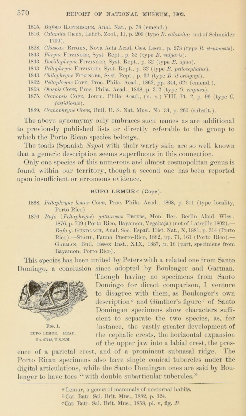 1815. Bufotes Rafinesque, Anal. Nat., p. 78 (emend.). 1810. Calamita Oken, Lehrb. Zool., II, p. 209 (type B. calamita; not of Schneider 1799). 1828. Chascax Ritgen, Nova Acta Acad. Uses. Leop., p. 278 (type B. strumosus). 1843. Phryne Fitzinger, Syst. Rept., p. 32 (type B. vulgaris). 1843. Docidophryne Fitzinger, Syst. Rept., p. 32 (type B. agua). 1843. Peltaphryne. Fitzinger, Syst. Rept., p. 32 (type B. peltocephalus). 1843. Chilophryne Fitzinger, Syst. Rept., p. 32 (type B. d'orbignyi). 1862. Peltaphryne Cope, Proc. Phila. Acad., 1862, pp. 344, 627 (emend.). 1868. Otaspis Cope, Proc. Phila. Acad., 1868, p. 312 (type 0. empusa). 1875. Qranopsis Cope, Jonrn. Phila. Acad., (n. s.) VIII, Pt. 2, p. 96 (type C. fastidiosus). 1889. Cranophryne Cope, Bull. U. S. Nat. Mus., No. 34, p. 260 (substit.). The above synomymy only embraces such names as are additional to previously published lists or directly referable to the group to which the Porto Rican species belongs.. The toads (Spanish Sapo) with their warty skin are so well known that a generic description seems superfluous in this connection. Only one species of this numerous and almost cosmopolitan genus is found within our territory, though a second one has been reported upon insufficient or erroneous evidence. BUFO LEMUR a (Cope). 1868. Peltaphryne lemur Cope, Proc. Phila. Acad., 1868, p. 311 (type locality, Porto Rico). 1876. Bufo (Peltaphryne) gutturosus Peters, Mon. Ber. Berlin Akad. Wiss., 1876, p. 709 (Porto Rico, Bayamon, Vegabaja) (notof Latreille 1802).— Bufo g. Gundlacii, Anal. Soc. Espan. Ilist. Nat., X, 1881, p. 314 (Porto Rico).—Stahl, Fauna Puerto-Rico, 1882, pp. 71, 161 (Porto Rico).— Carman, Bull. Essex Inst., XIX, 1887, p. 16 (part, specimens from Bayamon, Porto Rico). This species has been united by Peters with a related one from Santo Domingo, a conclusion since adopted by Boulenger and Garman. Though having no specimens from Santo Domingo for direct comparison, I venture to disagree with them, as Boulenger’s own descriptionb and Gunther’s figurec of Santo Domingan specimens show characters suffi- cient to separate the two species, as, for instance, the vastly greater development of the cephalic crests, the horizontal expansion of the upper jaw into a labial crest, the pres- ence of a parietal crest, and of a prominent subnasal ridge. The Porto Rican specimens also have single conical tubercles under the digital articulations, while the Santo Domingan ones are said by Bou- lenger to have toes “with double subarticular tubercles.” Fig. 1. BUFO LEMUR. HEAD. No. 27148, U.S.N.M. a Lemur, a genus of mammals of nocturnal habits. &Cat. Batr. Sal. Brit. Mus., 1882, p. 324. <?Cat. Batr. Sal. Brit. Mus., 1858, pi. v, fig. B