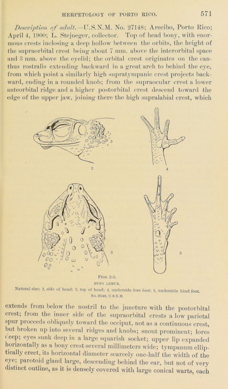 Description of adult.—ILS.N.M. No. 27148; Arecibo, Porto Rico; April 4, 1900; L. Stejneger, collector. Top of head bony, with enor- mous crests inclosing a deep hollow between the orbits, the height of the supraorbital crest being about 7 mm. above the interorbital space and 8 mm. above the eyelid; the orbital crest originates on the can- tlms rostralis extending backward in a great arch to behind the eye, from which point a similarly high supratympanic crest projects back- ward, ending in a rounded knob; from the supraocular crest a lower anteorbital ridge and a higher postorbital crest descend toward the edge of the upper jaw, joining there the high supralabial crest, which BUFO LEMUR. Natural size; 2, side of head; 3, top of head; 4, underside fore foot; 5, underside hind foot. No. 27148, U.S.N.M. extends from below the nostril to the juncture with the postorbital crest; from the inner side of the supraorbital crests a low parietal spur proceeds obliquely toward the occiput, not as a continuous crest, but broken up into several ridges and knobs; snout prominent; lores ( eeP; eyes sunk deep in a large squarish socket; upper lip expanded horizontally as a bony crest several millimeters wide; tympanum ellip- tically erect, its horizontal diameter scarcely one-half the width of the eye; parotoid gland large, descending behind the ear, but not of very distinct outline, as it is densely covered with large conical warts, each