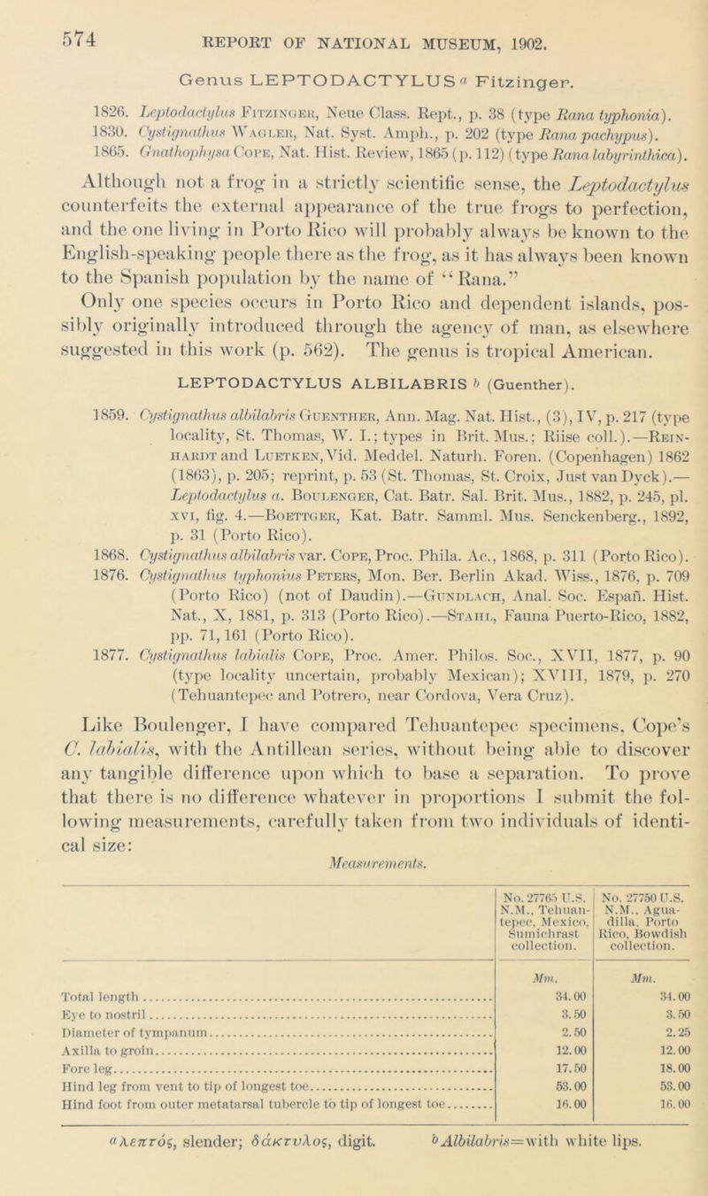 Genus LEPTODACTYLUSr( Fitzincjer. 1826. Leptodactylus Fitzinger, Neue Class. Rept., p. 38 (type Rana typhonia). 1830. Cystignathus Wagler, Nat. Syst. Amph., p. 202 (type Rana pachypus). 1865. Gnathophysci Cope, Nat. 1 list. Review, 1865 (p. 112) (type Rana labyrinthica). Although not a frog in a strictly scientific sense, the Leptodactylus counterfeits the external appearance of the true frogs to perfection, and the one living in Porto Rico will probably always be known to the English-speaking people there as the frog, as it has always been known to the Spanish population by the name of “Rana.” Only one species occurs in Porto Rico and dependent islands, pos- sibly originally introduced through the agency of man, as elsewhere suggested in this work (p. 562). The genus is tropical American. LEPTODACTYLUS ALBILABRIS b (Guenther). 1859. Cystignathus albilabris Guenther, Ann. Mag. Nat. Hist., (3), IV, p. 217 (type locality, St. Thomas, W. I.; types in Brit. Mus.; Riise coll.).—Rein- hardt and LuETKEN,Vid. Meddel. Naturh. Foren. (Copenhagen) 1862 (1863), p. 205; reprint, p. 53 (St. Thomas, St. Croix, .Tust van Dyck).— Leptodactylus a. Boulenger, Cat. Batr. Sal. Brit. Mus., 1882, p. 245, pi. xvi, fig. 4.—Boettger, Kat. Batr. Samml. Mus. Senckenberg., 1892, p. 31 (Porto Rico). 1868. Cystignathus albilabris var. Cope, Proc. Phila. Ac., 1868, p. 311 (Porto Rico). 1876. Cystignathus typhonius Peters, Mon. Ber. Berlin Akad. Wiss., 1876, p. 709 (Porto Rico) (not of Daudin).—Gundlach, Anal. Soc. Espah. Hist. Nat., X, 1881, p. 313 (Porto Rico).—Stahl, Fauna Puerto-Rico, 1882, pp. 71,161 (Porto Rico). 1877. Cystignathus labialis Cope, Proc. Amor. Philos. Soc., XVII, 1877, p. 90 (type locality uncertain, probably Mexican); XVIII, 1879, p. 270 (Tehuantepec and Potrero, near Cordova, Vera Cruz). Like Boulenger, T have compared Tehuantepec specimens, Cope’s C. labialis, with the Antillean series, without being able to discover any tangible difference upon which to base a separation. To prove that there is no difference whatever in proportions I submit the fol- lowing measurements, carefully taken from two individuals of identi- cal size: Measurements. No. 27765 U.S. N.M., Tehuan- tepec, Mexico, Sumichrast collection. No. 27750 U.S. N.M., Agua- dilla, Porto Rico, Bowdish collection. Mm. Mm. Total length 34.00 34.00 Eve to nostril 3.50 3.50 Diameter of tvmpannm 2.50 2.25 Axilla to groin 12.00 12.00 Fore leg 17.50 18.00 Hind leg from vent to tip of longest toe 53.00 53.00 Hind foot from outer metatarsal tubercle to tip of longest toe 16.00 16.00 uXetctoc,, slender; daKrvXo^, digit. bAlbilabris=with white lips.