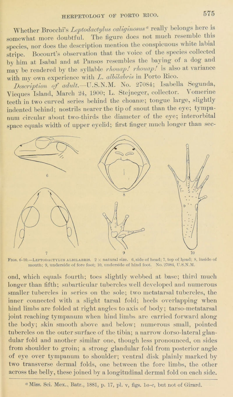 Whether Brocchi’s Leptodactylus coliginosusa really belongs here is somewhat more doubtful. The figure does not much resemble this species, nor does the description mention the conspicuous white labial stripe.' Bocourt’s observation that the voice of the species collected by him at Isabal and at Pansos resembles the baying of a dog and may be rendered by the syllable rhouap! rhouap! is also at variance with my own experience with Jj. albilabris in Porto Pico. Description of cidult.—I. S. N. M. No. 2f084; Isabella begun da, Vieques Island, March 24, 1900; L. Stejneger, collector. Vomerine teeth in two curved series behind the choame; tongue large, slightly indented behind; nostrils nearer the tip of snout than the eye; tt mpa- num circular about two-thirds the diameter of the eye; interorbital space equals width of upper eyelid; first finger much longer than sec- mouth; 9, underside of fore foot; 10, underside of hind foot. No. 27084, U.S.N.M. ond, which equals fourth; toes slightly webbed at base; third much longer than fifth; subarticular tubercles well developed and numerous smaller tubercles in series on the sole; two metatarsal tubercles, the inner connected with a slight tarsal fold; heels overlapping when hind limbs are folded at right angles to axis of body; tarso-metatarsal joint reaching tympanum when hind limbs are carried forward along the body; skin smooth above and below; numerous small, pointed tubercles on the outer surface of the tibia; a narrow dorso-lateral glan- dular fold and another similar one, though less pronounced, on sides from shoulder to groin; a strong glandular fold from posterior angle of eye over tympanum to shoulder; ventral disk plainly marked by two transverse dermal folds, one between the fore limbs, the other across the belly, these joined by a longitudinal dermal fold on each side. «Miss. Sci. Mex., Batr., 1881, p. 17, pi. v, figs. 1 a-c, but not of Girard.