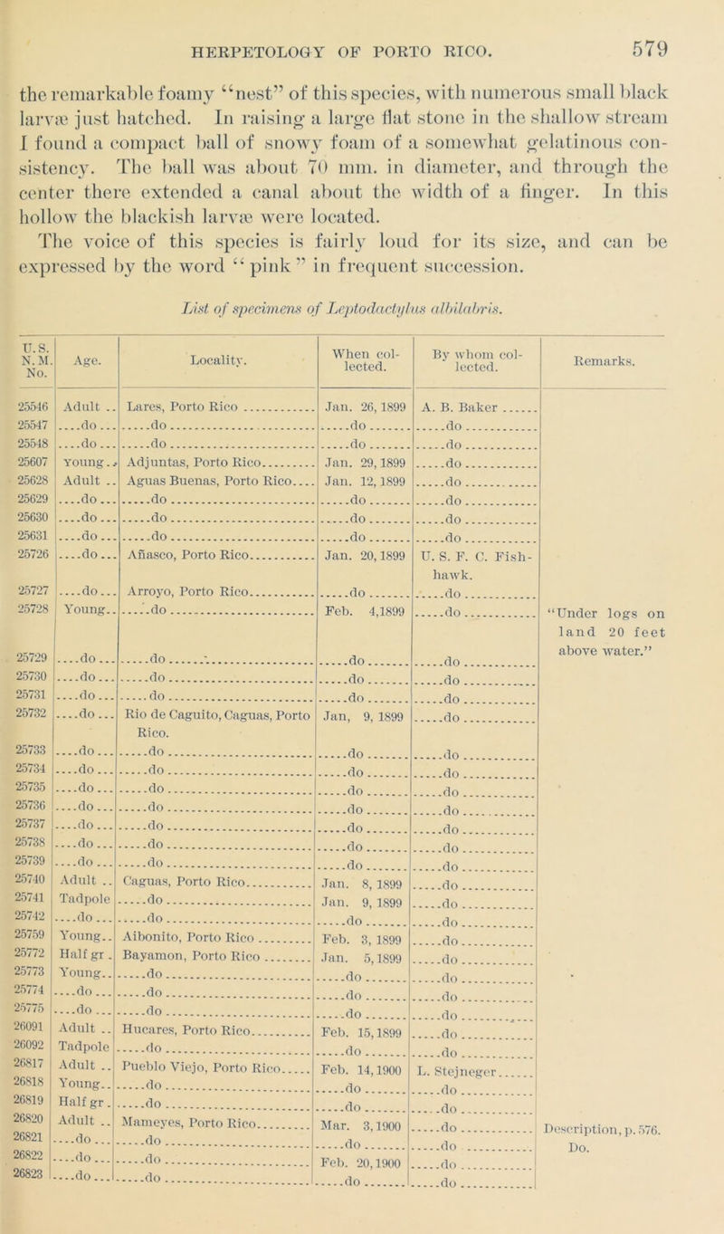 the remarkable foamy “nest” of this species, with numerous small black larvae just hatched. In raising a large Hat stone in the shallow stream I found a compact ball of snowy foam of a somewhat gelatinous con- sistency. The ball was about 70 mm. in diameter, and through the center there extended a canal about the width of a finger. In this hollow the blackish larvae were located. The voice of this species is fairly loud for its size, and can be expressed by the word “pink”” in frequent succession. List of specimens of Leptodactylus albilabris. u.s. N.M. No. Age. Locality. When col- lected. By whom col- lected. Remarks. 25546 Adult .. Lares, Porto Rico Jan. 26,1899 A. B. Baker 25547 do ... do do . .do 25548 do... do do do .. 25607 Young. j Adult .. Adjuntas, Porto Rico Jan. 29,1899 do 25628 Aguas Buenas, Porto Rico Jan. 12,1899 do do 25629 do... do do 25630 do... do do 25631 do... do do 25726 do... Anasco, Porto Rico Jan. 20,1899 U. S. F. C. Fish- hawk. 25727 do... Arroyo, Porto Rico do 25728 | Young.. — .do Feb. 4,1899 do “Under logs on land 20 feet 25729 do... do do above water.” 25730 do ... do 25731 do... do do 25732 do... Rio de Caguito, Caguas, Porto Jan, 9, 1899 do Rico. 25733 do ... do 25734 do... do do 25735 —do... do do 25736 — do... do 25737 —do... do 25738 — do ... do 25739 —do ... do 25740 Adult .. Caguas, Porto Rico Jan. 8, 1899 Jan. 9, 1S99 . do 25741 Tadpole do 25742 —do ... do do 25759 Young.. Aibonito, Porto Rico Feb. 3, 1899 do 25772 Half gr . Bayamon, Porto Rico Jan. 5,1899 do . 25773 Young.. do 25774 ....do... do 25775 —do ... do 26091 Adult .. Hucares, Porto Rico Feb. 15,1899 do 26092 Tadpole do 26817 Adult .. Pueblo Viejo, Porto Rico.. Feb. 14,1900 L. Stejneger 26818 Young.. 26819 Half gr. do do 26820 Adult .. Mameyes, Porto Rico... Mar. 3,1900 do Description, p.576. Do. 26821 —do ... do 26822 —do ... do Feb. 20,1900 do 26823 —do... do