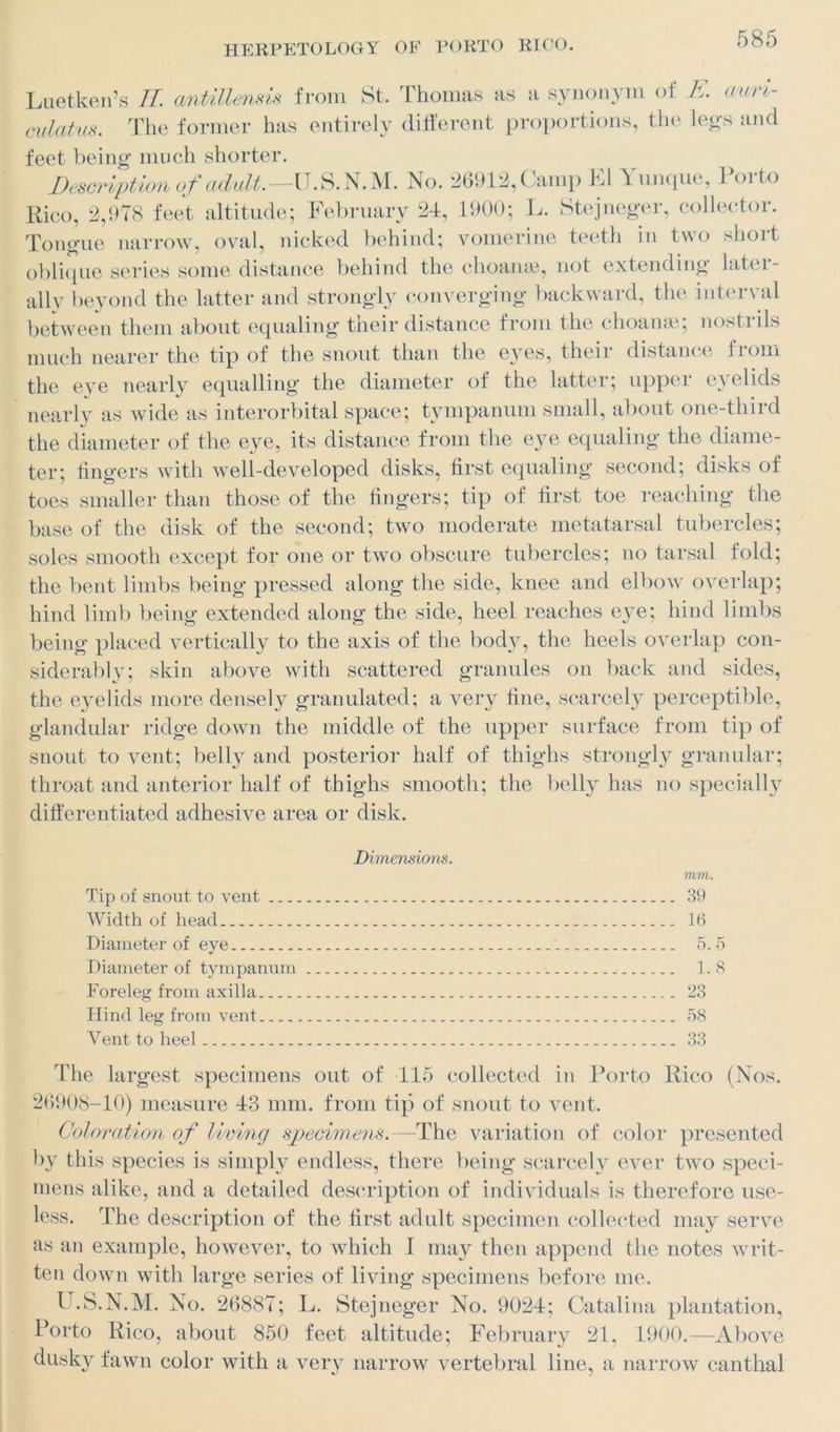 Luetken’s II. antillensis from St. Thomas as a synonym of K au/ri- culatus. The former has entirely different proportions, the legs and feet being much shorter. Description of adult. —U. S. N. M. No. 26912, Camp FA Yunque, Porto Kico, 2,678 feet altitude; February 24, 1900; L. Stejneger, collector. Tongue narrow, oval, nicked behind; vomerine teeth in two short oblique series some distance behind the choame, not extending later- ally beyond the latter and strongly converging backward, the interval between them about equaling their distance from the choame; nostrils much nearer the tip of the snout than the eyes, their distance from the eye nearly equalling the diameter of the latter; upper eyelids nearly as wide as interorbital space; tympanum small, about one-third the diameter of the eye, its distance from the eye equaling the diame- ter; lingers with well-developed disks, first equaling second; disks of toes smaller than those of the fingers; tip of first toe reaching the base of the disk of the second; two moderate metatarsal tubercles; soles smooth except for one or two obscure tubercles; no tarsal fold; the bent limbs being pressed along the side, knee and elbow overlap; hind limb being extended along the side, heel reaches eye; hind limbs being placed vertically to the axis of the body, the heels overlap con- siderably; skin above with scattered granules on back and sides, the eyelids more densely granulated; a very fine, scarcely perceptible, glandular ridge down the middle of the upper surface from tip of snout to vent; belly and posterior half of thighs strongly granular; throat and anterior half of thighs smooth; the belly has no specially differentiated adhesive area or disk. Dimensions. mm. Tip of snout to vent 39 Width of head 16 Diameter of eye 5. 5 Diameter of tympanum 1.8 Foreleg from axilla 23 Hind leg from vent 58 Vent to heel 33 The largest specimens out of 115 collected in Porto Rico (Nos. 26908-10) measure 43 mm. from tip of snout to vent. Coloration of living specimens.—The variation of color presented by this species is simply endless, there being scarcely ever two speci- mens alike, and a detailed description of individuals is therefore use- less. The description of the first adult specimen collected may serve as an example, however, to which I may then append the notes writ- ten down with large series of living specimens before me. U.S.N.M. No. 26887; L. Stejneger No. 9024; Catalina plantation, Porto Rico, about 850 feet altitude; February 21, 1900.—Above dusky fawn color with a very narrow vertebral line, a narrow canthal