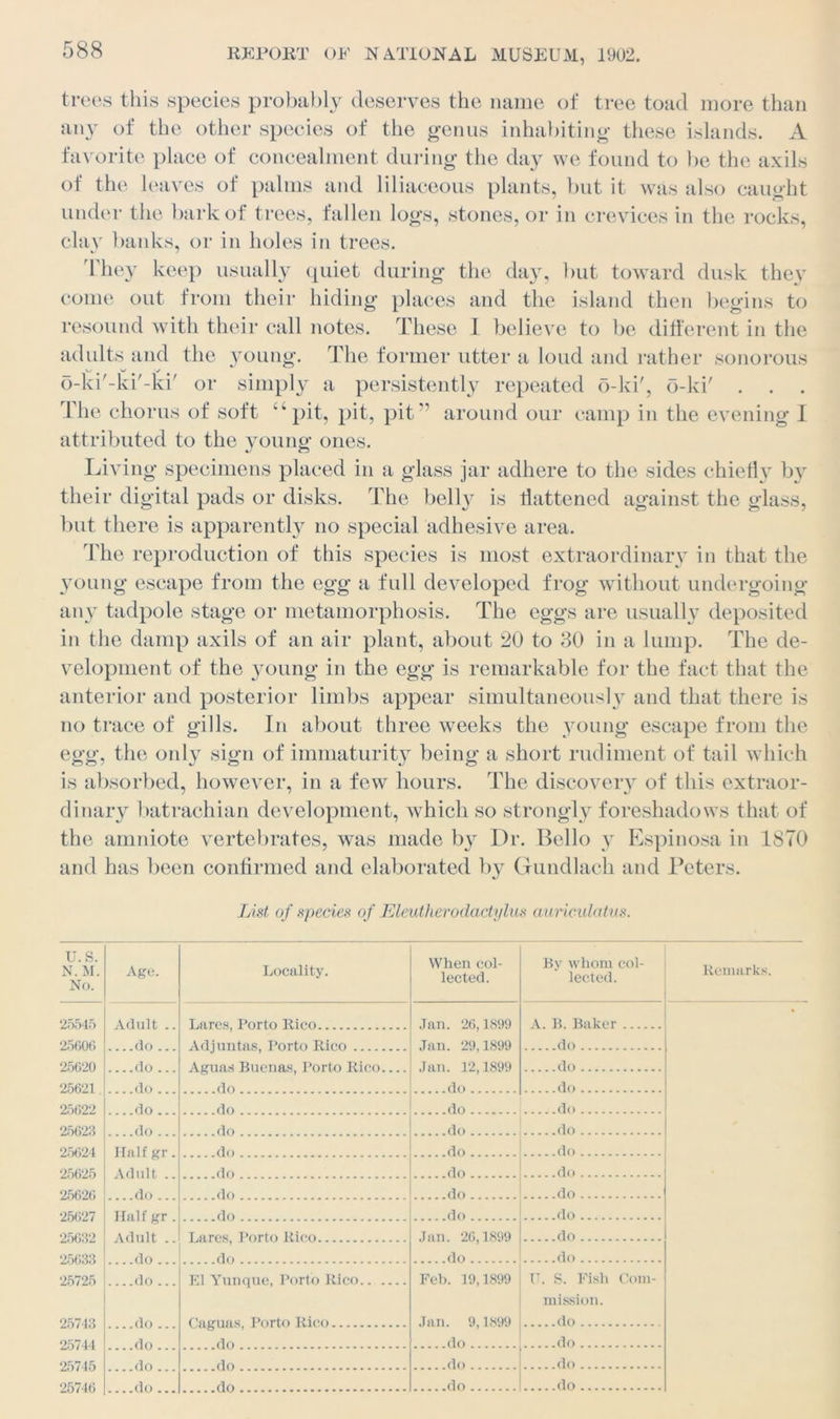 trees this species probably deserves the name of tree toad more than any of the other species of the genus inhabiting these islands. A favorite place of concealment during the day we found to be the axils of the leaves of palms and liliaceous plants, but it was also caught under the bark of trees, fallen logs, stones, or in crevices in the rocks, clay banks, or in holes in trees. They keep usually quiet during the day, but toward dusk they come out from their hiding places and the island then begins to resound with their call notes. These I believe to be different in the adults and the young. The former utter a loud and rather sonorous o-ki'-ki'-ki' or simply a persistently repeated o-ki', b-ki' . The chorus of soft “pit, pit, pit” around our camp in the evening I attributed to the young ones. Living specimens placed in a glass jar adhere to the sides chiefty by their digital pads or disks. The belly is flattened against the glass, but there is apparently no special adhesive area. The reproduction of this species is most extraordinary in that the young escape from the egg a full developed frog without undergoing any tadpole stage or metamorphosis. The eggs are usually deposited in the damp axils of an air plant, about 20 to 30 in a lump. The de- velopment of the young in the egg is remarkable for the fact that the anterior and posterior limbs appear simultaneously and that there is no trace of gills. In about three weeks the young escape from the egg, the only sign of immaturity being a short rudiment of tail which is absorbed, however, in a few hours. The discovery of this extraor- dinary batrachian development, which so strongly foreshadows that of the amniote vertebrates, was made b}r Dr. Bello y Espinosa in 1870 and has been confirmed and elaborated by Gundlach and Peters. List of species of Eleutherodactylus auricidatus. u.s. X. M. No. Age. Locality. When col- lected. By whom col- lected. Remarks. 25545 Adult .. Lares, Porto Rico Jan. 26,1899 A. B. Baker • 25606 do ... Ad juntas, Porto Rico Jan. 29,1899 do 25620 ....do ... Aguas Buenas, Porto Rico Jan. 12,1899 do 25621 .... do ... do do do 25622 flo .. . .do . do do 25623 do .. do .. do do 25624 25< 125 Half gr. . .do do do Adult . do . do do 25626 25627 25632 25633 25725 do do . do do Ha 1fgr do do do Adult .. do T.arps Porto Rico Jan. 26,1899 do do . do do do ... El Yunque, Porto Rico Feb. 19,1899 U. S. Fish Com- mission. 25743 do ... Caguas, Porto Rico Jan. 9,1899 do 25744 25745 25746 do do do do do do do do... do do do