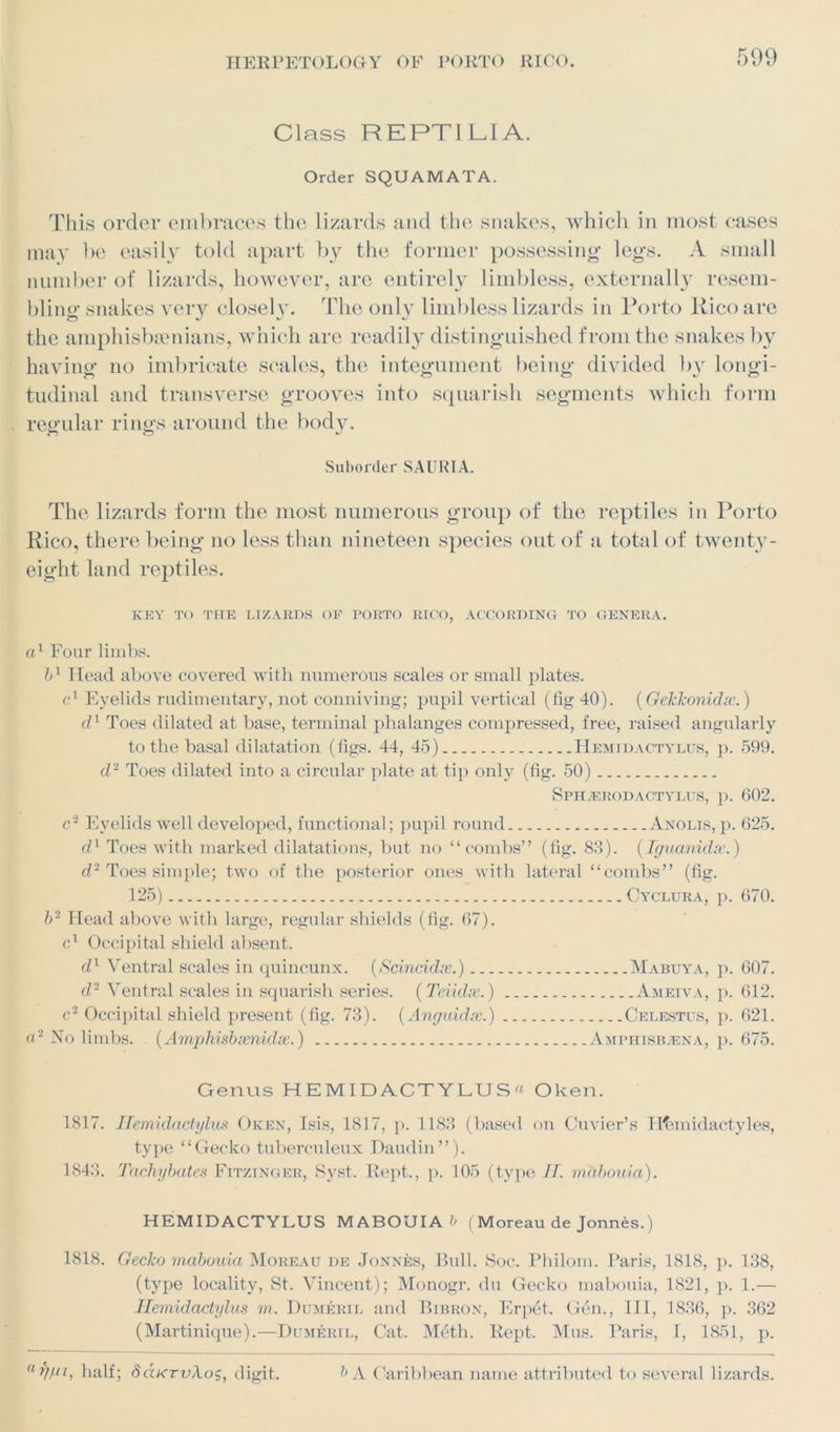 Class REPTILIA. Order SQUAMATA. This order embraces the lizards and the snakes, which in most cases may be easily told apart by the former possessing legs. A small number of lizards, however, are entirely limbless, externally resem- bling' snakes very closelv. The only limbless lizards in Porto Rico are the amphisbamians, which arc readily distinguished from the snakes by having no imbricate scales, the integument being divided by longi- tudinal and transverse grooves into squarish segments which form regular rings around the body. Suborder SAURIA. The lizards form the most numerous group of the reptiles in Porto Rico, there being no less than nineteen species out of a total of twenty- eight land reptiles. KEY TO THE LIZARDS OF PORTO RICO, ACCORDING TO GENERA. a1 Four limbs. b1 Head above covered with numerous scales or small plates. c1 Eyelids rudimentary, not conniving; pupil vertical (fig 40). (Gekkonidsc.) dl Toes dilated at base, terminal phalanges compressed, free, raised angularly to the basal dilatation (figs. 44, 45) Hemidactylus, p. 599. d2 Toes dilated into a circular plate at tip only (fig. 50) Sphjerodactylus, p. 602. c2 Eyelids well developed, functional; pupil round Anolis, p. 625. d1 Toes with marked dilatations, but no “combs” (fig. 83). (Iguanidx.) d2 Toes simple; two of the posterior ones with lateral “combs” (fig. 125) Cyclura, p. 670. b'2 Head above with large, regular shields (fig. 67). cl Occipital shield absent. dl Ventral scales in quincunx. (Scincidx.) Mabuya, p. 607. d2 Ventral scales in squarish series. (Tciidse.) Ameiva, p. 612. c2 Occipital shield present (fig. 73). (Anguidx.) Celestes, p. 621. a2 No limbs. (Amphisbsenidx.) Amphisbjena, p. 675. Genus HEMIDACTYLUS« Oken. 1817. Hemidactylus Oken, Isis, 1817, p. 1183 (based on Cuvier’s iKunidactyles, type “Gecko tuberculeux Daudin”). 1843. Tachybates Fitzinger, Syst. Rept., p. 105 (type IT. mabouia). HEMIDACTYLUS MABOUIA b ( Moreau de Jonnes.) 1818. Gecko mabouia Moreau de Jonnes, Bull. Soc. Philom. Paris, 1818, p. 138, (type locality, St. Vincent); Monogr. du Gecko mabouia, 1821, p. 1.— Hemidactylus m. Dumeril and Bibron, Erpet. Gen., Ill, 1836, p. 362 (Martinique).—Dumeril, Cat. Meth. Rept. Mus. Paris, I, 1851, p. ay/n, half; 8d.KTvA.os, digit. b A Caribbean name attributed to several lizards.