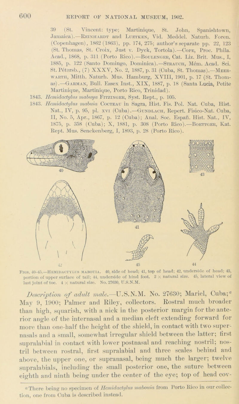 39 (St. Vincent: type; Martinique, St. John, Spanishtown, Jamaica).—Reinhardt and Luetken, Vid. Meddel. Naturh. Foren. (Copenhagen), 1862 (1863), pp. 174, 275; author’s separate pp. 22, 123 (St. Thomas, St. Croix, Just v. Dyck, Tortola).—Cope, Proc. Phila. Acad., 1868, p. 311 (Porto Rico).—Boulenger, Cat. Liz. Brit. Mus., I, 1885, p. 122 (Santo Domingo, Dominica).—Strauch, Mem. Acad. Sci. St. Petersb., (7) XXXV, No. 2, 1887, p. 31 (Cuba, St. Thomas).—Meer- wartit, Mitth. Naturh. Mus. Hamburg, XVIII, 1901, p. 17 (St. Thom- as).—Carman, Bull. Essex Inst., XIX, 1887, p. 18 (Santa Lucia, Petite Martinique, Martinique, Porto Rico, Trinidad). 1843. Hemidactylus mabuya Fitzinger, Syst. Rept., p. 105. 1843. Hemidactylus mabuia Cocteau in Sagra, Hist. Fis. Pol. Nat. Cuba, Hist. Nat., IV, p. 95, pi. xvi (Cuba).—Gundlach, Repert. Fisico-Nat. Cuba, II, No. 5, Apr., 1867, p. 12 (Cuba); Anal. Soc. Espan. Hist. Nat., IV, 1875, p. 358 (Cuba); X, 1881, p. 308 (Porto Rico).—Boettger, Kat. Rept. Mus. Senckenberg, I, 1893, p. 28 (Porto Rico). Figs. 40-45.—Hemidactylus mabouia. 40, side of head; 41, top of head; 42, underside of head; 43, portion of upper surface of tail; 44, underside of hind foot. 2 x natural size. 45, lateral view of last joint of toe. 4 x natural size. No. 27630, U.S.N.M. Description of adult male—U.S.N.M. No. 27630; Mariel, Cuba;® May 9, 1900; Palmer and Riley, collectors. Rostral much broader than high, squarish, with a nick in the posterior margin for the ante- rior angle of the internasal and a median cleft extending forward for more than one-half the height of the shield, in contact with two super- nasals and a small, somewhat irregular shield between the latter; first supralabial in contact with lower postnasal and reaching nostril; nos- tril between rostral, first supralabial and three scales behind and above, the upper one, or supranasal, being much the larger; twelve supralabials, including the small posterior one, the suture between eighth and ninth being under the center of the eye; top of head cov- (iThere being no specimen of Hemidactylus mabouia from Porto Rico in our collec- tion, one from Cuba is described instead.