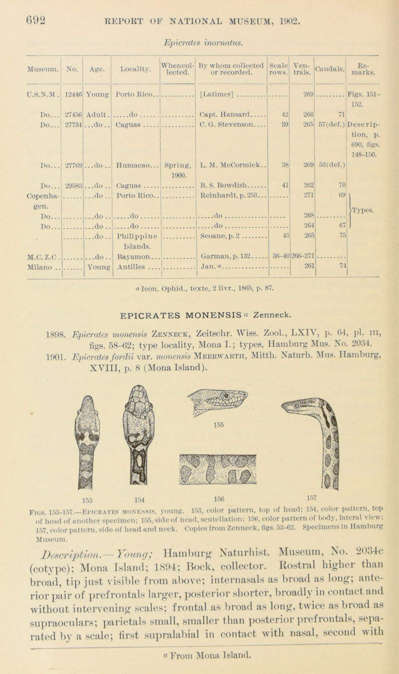 Epicrates inornatus. No. Age. Locality. YVhencol- lected. By whom collected or recorded. Scale rows. Ven- trals. Gaudals. 12446 Young Porto Rico.. [Latimer] 269 27456 Adult . do Capt. Hansard 42 266 71 27734 .do .. Caguas C. G. Stevenson 39 265 57(def.) 27769 ...do .. Humacao... Spring, L. M. McCormick.. 38 269 53(def.) 1900. 29583 do Caguas B. S. Bowdish 41 262 70 do Porto Rico.. Reinhardt, p. 253... 271 69 do do do 268 do ..do do 264 67 do .. Philippine Seoane, p.2 43 265 75 Islands. (\n Bayamnn Garman, p. 132 36-40 266-271 Young A ntilles Jan.a 261 74 Museum. U.S.N.M. Do... Do... Do... Copenha- gen. Do... Do... M.C.Z.C . Milano .. Re- marks. Figs. 151- 152. Descrip- tion, p. 090, figs. 148-150. •Types. a Icon. Ophid., texte, 2 livr., 1865, p. 87. EPICRATES MONENSIS « Zenneck. 1898. Epicrates monensis Zenneck, Zeitschr. Wiss. Zool., LX^ , p. 64, pi. in, figs. 58-62; type locality, Mona I.; types, Hamburg Mus. No. 2034. 1901. Epicrates fordii var. monensis Meerwarth, Mitth. Naturli. Mus. Hamburg, XVIII, p. 8 (Mona Island). Figs 153-157.—Epicrates monensis, young. 153, color pattern, top of head; 151, color pattern, top of head of another specimen; 155, side of head, scutellation; 156, color pattern of body, lateral view; 157, color pattern, side of head and neck. Copies from Zenneck, figs. 53-62. Specimens in Hamburg Museum. Description.— Young; Hamburg Naturhist. Museum, No. 2034c (cotype); Mona Island; 1894; Bock, collector. Rostral higher than broad, tip just visible from above; internasals as broad as long; ante- rior pair of prefrontals larger, posterior shorter, broadly in contact and without intervening scales; frontal aS broad as long, twice as broad as supraoculars; parietals small, smaller than posterior prefrontals, sepa- rated by a scale; first supralabial in contact with nasal, second with a From Mona Island.