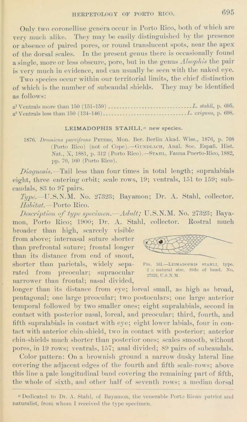 Only two coronelline genera occur in Porto Rico, both of which are very much alike. They may” be easily distinguished by the presence or absence of paired pores, or round translucent spots, near the apex of the dorsal scales. In the present genus there is occasionally found a single, more or less obscure, pore, but in the genus Alsophis the pair is very much in evidence, and can usually be seen with the naked eye. Two species occur within our territorial limits, the chief distinction of which is the number of subcaudal shields. They may bo identified as follows: a1 Ventrals more than 150 (151-159) L. stahli, p. 695. a2 Ventrals less than 150 (134-146) L, exiguus, p. 698. LEIMADOPHIS STAHLI, « new species. 1876. Dromicus parvifrons Peters, Mon. Ber. Berlin Akad. Wiss., 1876, p. 708 (Porto Rico) (not of Cope).—Gundlach, Anal. Soc. Espafi. Hist. Nat., X, 1881, p. 312 (Porto Rico).—Stahl, FaunaPuerto-Rico, 1882, pp. 70, 160 (Porto Rico). Diagnosis.—Tail less than four times in total length; supralabials eight, three entering orbit; scale rows, 19; ventrals, 151 to 159; sub- caudals, 83 to 97 pairs. Type.—U.S.N.M. No. 27323; Bayamon; Dr. A. Stahl, collector. Habitat. —Porto Rico. Description of type specimen.-—Adult/ U.S.N.M. No. 27323; Baya- mon, Porto Rico; 1900; Dr. A. Stahl, collector. Rostral much broader than high, scarcely visible from above; internasal suture shorter than prefrontal suture; frontal longer than its distance from end of snout, shorter than parietals, widely sepa- rated from preocular; supraocular narrower than frontal; nasal divided, longer than its distance from eye; loreal small, as high as broad, pentagonal; one large preocular; two postoculars; one large anterior temporal followed by two smaller ones; eight supralabials, second in contact with posterior nasal, loreal, and preocular; third, fourth, and fifth supralabials in contact with eye; eight lower labials, four in con- tact with anterior chin-shield, two in contact with posterior; anterior chin-shields much shorter than posterior ones; scales smooth, without pores, in 19 rows; ventrals, 157; anal divided; 89 pairs of subcaudals. Color pattern: On a brownish ground a narrow dusky lateral line covering the adjacent edges of the fourth and fifth scale-rows; above this line a pale longitudinal band covering the remaining part of fifth, the whole of sixth, and other half of seventh rows; a median dorsal Fig. 161.—Leimadophis stahli, type. 2 x natural size. Side of head. No. 27323, U.S.N.M. a Dedicated to Dr. A. Stahl, of Bayamon, the venerable Porto Rican patriot and naturalist, from whom I received the type specimen.