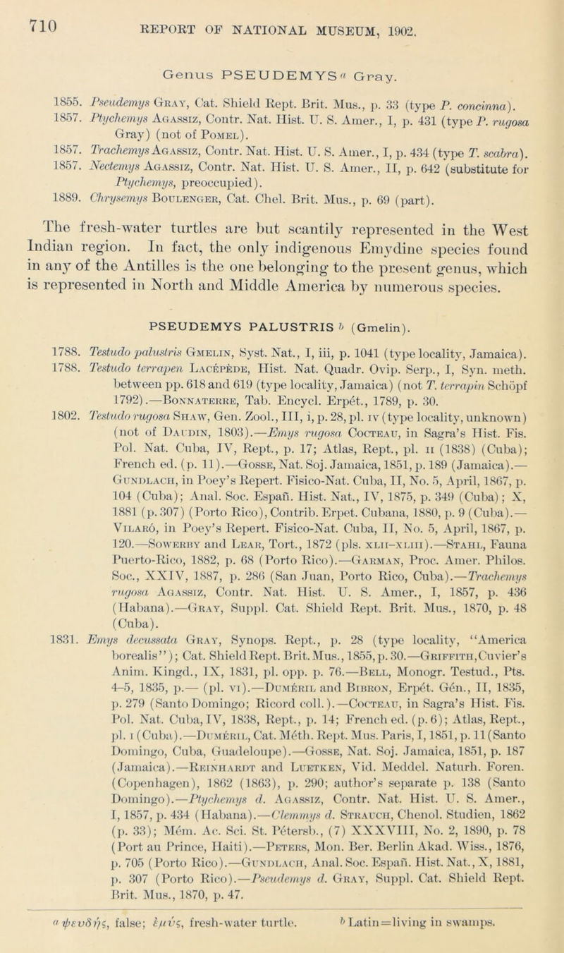 Genus PSEUDEMYSrt Gray. 1855. Pseudemys Gray, Cat. Shield Rept. Brit. Mus., p. 38 (type P. concinna). 1857. Ptychemys Agassiz, Contr. Nat. Hist. U. S. Amer., I, p. 431 (typeP. rugosa Gray) (not of Pomel). 1857. TracliemysAgassiz, Contr. Nat, Hist. U. S. Amer., I, p. 434 (type T. scabra). 1857. Nectemys Agassiz, Contr. Nat. Hist. U. S. Amer., II, p. 642 (substitute for Ptychemys, preoccupied). 1889. Chrysemys Boulenger, Cat. Chel. Brit. Mus., p. 69 (part). I he fresh-water turtles are but scantily represented in the West Indian region. In fact, the only indigenous Emydine species found in any of the Antilles is the one belonging to the present genus, which is represented in North and Middle America by numerous species. PSEUDEMYS PALUSTRIS b (Gmelin). 1788. Testudo palustris Gmelin, Syst. Nat., I, iii, p. 1041 (type locality, Jamaica). 1788. Testudo terrapen Lacepede, Hist. Nat. Quadr. Ovip. Serp., I, Syn. meth. between pp. 618 and 619 (type locality, Jamaica) (not T. terrapin Schopf 1792).—Bonnaterre, Tab. Encycl. Erp4t,, 1789, p. 30. 1802. Testudo rugosa Shaw, Gen. Zool., Ill, i, p. 28, pi. iv (type locality, unknown) (not of Dai din, 1803).—Emys rugosa Cocteau, in Sagra’s Hist. Fis. Pol. Nat. Cuba, IV, Rept., p. 17; Atlas, Rept., pi. ii (1838) (Cuba); French ed. (p. 11).—Gosse, Nat. Soj. Jamaica, 1851, p. 189 (Jamaica).— Gundlach, in Poey’s Repert, Fisico-Nat. Cuba, II, No. 5, April, 1867, p. 104 (Cuba); Anal. Soc. Espan. Hist. Nat., IV, 1875, p. 349 (Cuba); X, 1881 (p. 307) (Porto Rico), Contrib. Erpet. Cubana, 1880, p. 9 (Cuba).— Vilaro, in Poey’s Repert. Fisico-Nat. Cuba, II, No. 5, April, 1867, p. 120.—Sowerby and Lear, Tort., 1872 (pis. xlii-xliii).—Stahl, Fauna Puerto-Rico, 1882, p. 68 (Porto Rico).—Garman, Proc. Amer. Philos. Soc., XXIV, 1887, p. 286 (San Juan, Porto Rico, Cuba).—Trachemys rugosa Agassiz, Contr. Nat. Hist. U. S. Amer., I, 1857, p. 436 (Habana).—Gray, Suppl. Cat. Shield Rept. Brit. Mus., 1870, p. 48 (Cuba). 1831. Emys decussata Gray, Synops. Rept., p. 28 (type locality, “America borealis”); Cat. ShieldRept. Brit.Mus., 1855,p.30.—Griffith,Cuvier’s Anim. Kingd., IX, 1831, pi. opp. p. 76.—Bell, Monogr. Testud., Pts. 4-5, 1835, p.— (pi. vi).—Dum^ril and Bibron, Erpet. G£n., II, 1835, j). 279 (SantoDomingo; Rieord coll.).—Cocteau, in Sagra’s Hist. Fis. Pol. Nat. Cuba, IV, 1838, Rept., p. 14; French ed. (p. 6); Atlas, Rept., pi. i (Cuba).—Dumeril, Cat. M6th.Rept. Mus. Paris, 1,1851,p. 11 (Santo Domingo, Cuba, Guadeloupe).—Gosse, Nat. Soj. Jamaica, 1851, p. 187 (Jamaica).—Reinhardt and Luetken, Vid. Meddel. Naturh. Foren. (Copenhagen), 1862 (1863), p. 290; author’s separate p. 138 (Santo Domingo).—Ptychemys d. Agassiz, Contr. Nat. Hist. U. S. Amer., 1,1857, p. 434 (Habana).—Clemmys d. Strauch, Chenol. Studien, 1862 (p. 33); Mem. Ac. Sci. St. Petersb., (7) XXXVIII, No. 2, 1890, p. 78 (Port au Prince, Haiti).—Peters, Mon. Ber. Berlin Akad. Wiss., 1876, p. 705 (Porto Rico).—Gundlach, Anal.Soc. Espan. Hist. Nat.,X, 1881, p. 307 (Porto Rico).—Pseudemys d. Gray, Suppl. Cat. Shield Rept. Brit. Mus., 1870, p. 47. « Tp£vS)}s, false; epv5, fresh-water turtle. b Latin=living in swamps.