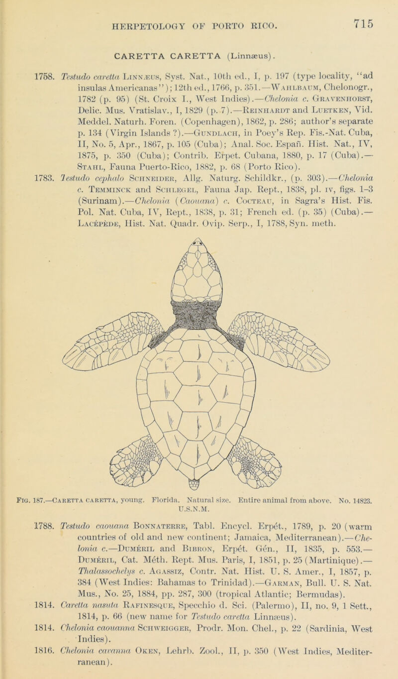 CARETTA CARETTA (Linnaeus). 1758. Testudo caretta Linnaeus, Syst. Nat., 10th ed., I, p. 197 (type locality, “ad insulas Americanas”); 12th ed., 1766, p. 351.—Wahlbaum, Chelonogr., 1782 (p. 95) (St. Croix I., West Indies).—Chelonia c. Gravenhorst, Delic. Mus. Vratislav., 1,1829 (p. 7).—Reinhardt and Luetken, Yid. Meddel. Naturh. Foren. (Copenhagen), 1862, p. 286; author’s separate р. 134 (Virgin Islands ?).—Gundlach, in Poey’s Rep. Fis.-Nat.. Cuba, II, No. 5, Apr., 1867, p. 105 (Cuba); Anal. Soc. Espan. Hist. Nat., IV, 1875, p. 350 (Cuba); Contrib. Erpet. Cubana, 1880, p. 17 (Cuba).— Stahl, Fauna Puerto-Rico, 1882, p. 68 (Porto Rico). 1783. lestudo cephcdo Schneider, Allg. Naturg. Schildkr., (p. 303).—Chelonia с. Temminck and Schlegel, Fauna Jap. Rept., 1838, pi. iv, figs. 1-3 (Surinam).—Chelonia (Caouana) c. Cocteau, in Sagra’s Hist. Fis. Pol. Nat. Cuba, IV, Rept., 1838, p. 31; French ed. (p. 35) (Cuba).— Lacepede, Hist. Nat. Quadr. Ovip. Serp., I, 1788, Syn. meth. Fig. 187.—Caretta caretta, young. Florida. Natural size. Entire animal from above. No. 14823. U.S.N.M. 1788. Testudo caouana Bonnaterre, Tabl. Encycl. Erpet., 1789, p. 20 (warm countries of old and new continent; Jamaica, Mediterranean).—Che- lonia c.—Dumeril and Bibron, Erpet. Gen., II, 1835, p. 553.— Dumeril, Cat. M6th. Rept. Mus. Paris, I, 1851, p. 25 (Martinique).— Thalassochelys c. Agassiz, Contr. Nat. Hist. U. S. Amer., I, 1857, p. 384 (West Indies: Bahamas to Trinidad).—Garman, Bull. U. S. Nat. Mus., No. 25, 1884, pp. 287, 300 (tropical Atlantic; Bermudas). 1814. Caretta nasuta Rafinesque, Specchio d. Sci. (Palermo), II, no. 9, 1 Sett., 1814, p. 66 (new name for Testudo caretta Linnaeus). 1814. Chelonia caouanna Schweigger, Prodr. Mon. Chel., p. 22 (Sardinia, West Indies). 1816. Chelonia cavanna Oken, Lehrb. Zool., II, p. 350 (West Indies, Mediter- ranean).