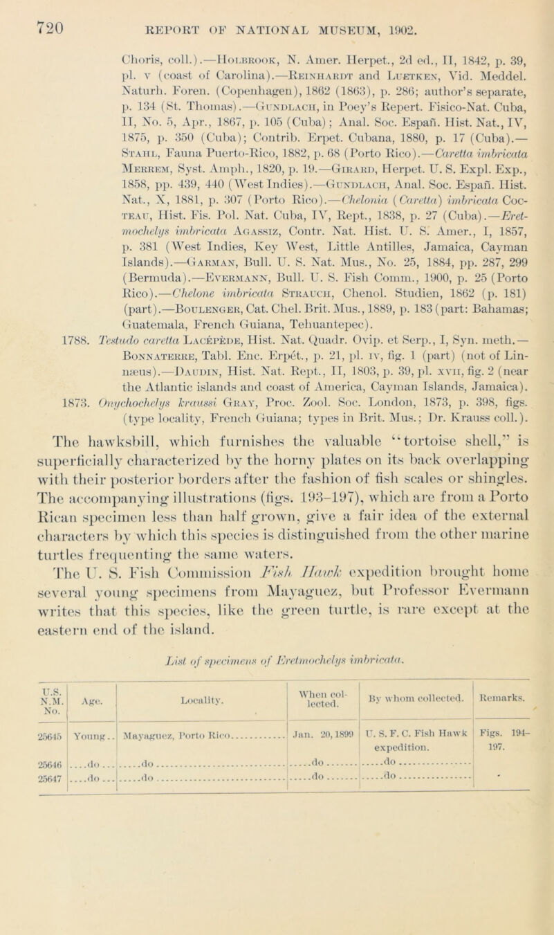 1788. 1873. Choris, coll.).—Holbrook, N. Amer. Herpet., 2d ed., 11, 1842, p. 39, pi. v (coast of Carolina).—Reinhardt and Luetken, Vid. Meddel. Naturh. Foren. (Copenhagen), 1862 (1863), p. 286; author’s separate, p. 134 (St. Thomas).—Gundlach, in Poey’s Repert. Fisico-Nat. Cuba, II, No. 5, Apr., 1867, p. 105 (Cuba); Anal. Soc. Espan. Hist. Nat., IV, 1875, p. 350 (Cuba); Contrib. Erpet. Cubana, 1880, p. 17 (Cuba).— Stahl, Fauna Puerto-Rico, 1882, p. 68 (Porto Rico).—Caretta imbricata Merrem, Syst, Ample, 1820, p. 19.—Girard, Herpet. U. S. Expl. Exp., 1858, pp. 439, 440 (WestIndies).—Gundlach, Anal. Soc. Espan. Hist. Nat., X, 1881, j). 307 (Porto Rico).—Chelonia (Caretta) imbricata Coc- teau, Hist. Fis. Pol. Nat. Cuba, IV, Rept., 1838, p. 27 (Cuba).—Eret- mochelys imbricata Agassiz, Contr. Nat. Hist. U. S. Amer., I, 1857, p. 381 (West Indies, Key West, Little Antilles, Jamaica, Cayman Islands).—Carman, Bull. U. S. Nat. Mus., No. 25, 1884, pp. 287, 299 (Bermuda).—Evermann, Bull. U. S. Fish Comm., 1900, p. 25 (Porto Rico).—Chelone imbricata Strauch, Chenol. Studien, 1862 (p. 181) (part).—Boulenger, Cat. Chel. Brit. Mus., 1889, p. 183 (part: Bahamas; Guatemala, French Guiana, Tehuantepec). Testudo caretta Lacepede, Hist. Nat. Quadr. Ovip. et Serp., I, Syn. meth.— Bonnaterre, Tabl. Enc. Erpet., p. 21, pi. iv, fig. 1 (part) (not of Lin- meus).—Daudin, Hist. Nat. Rept., II, 1803, p. 39, pi. xvii, fig. 2 (near the Atlantic islands and coast of America, Cayman Islands, Jamaica). Onychochehys kraussi Gray, Proc. Zool. Soc. London, 1873, p. 398, figs, (type locality, French Guiana; types in Brit. Mus.; Dr. lvrauss coll.). The hawksbill, which furnishes the valuable “tortoise shell.” is superficially characterized by the horny plates on its back overlapping with their posterior borders after the fashion of fish scales or shingles. The accompanying illustrations (figs. 193-197), which are from a Porto Rican specimen less than half grown, give a fair idea of the external characters by which this species is distinguished from the other marine turtles frequenting the same waters. The II. S. Fish Commission Fish Ilawk expedition brought home several young specimens from Mayaguez, but Professor Kvermann writes that this species, like the green turtle, is rare except at the eastern end of the island. List of specimens of Eretmochelys imbricata. u.s. N.M. No. Age. Locality. When col- lected. By whom collected. Remarks. 2.56-15 25646 25647 Young.. ....do... do ... Mflyn^nc/. Porto Rico Jan. 20,1899 U. S. F. C. Fish Hawk Figs. 194- do expedition. do 197. do do do