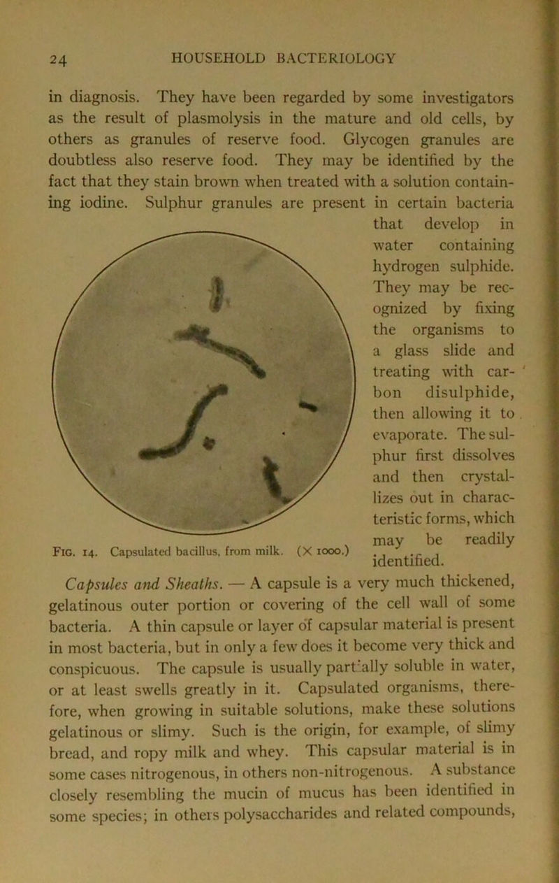 in diagnosis. They have been regarded by some investigators as the result of plasmolysis in the mature and old cells, by others as granules of reserve food. Glycogen granules are doubtless also reserve food. They may be identified by the fact that they stain brown when treated with a solution contain- ing iodine. Sulphur granules are present in certain bacteria that develop in water containing hydrogen sulphide. They may be rec- ognized by fixing the organisms to a glass slide and treating with car- ' bon disulphide, then allowing it to evaporate. The sul- phur first dissolves and then crystal- lizes out in charac- teristic forms, which may be readily identified. Fig. 14. Capsulatal bacillus, from milk. (X 1000.) Capsules and Sheaths. — A capsule is a very much thickened, gelatinous outer portion or covering of the cell wall of some bacteria. A thin capsule or layer of capsular material is present in most bacteria, but in only a few does it become very thick and conspicuous. The capsule is usually part ally soluble in water, or at least swells greatly in it. Capsulated organisms, there- fore, when growing in suitable solutions, make these solutions gelatinous or slimy. Such is the origin, for example, of slimy bread, and ropy milk and whey. This capsular material is in some cases nitrogenous, in others non-nitrogenous. A substance closely resembling the mucin of mucus has been identified in some species; in others polysaccharides and related compounds,