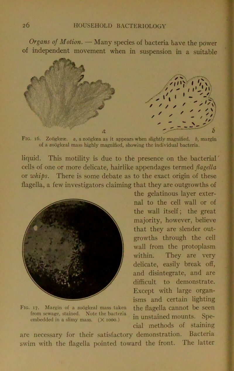 Organs of Motion. — Many species of bacteria have the power of independent movement when in suspension in a suitable Fig. i6. Zooglceie. a, a zoiigloea as it appears when slightly magnified, b, margin of a zodgloeal mass highly magnified, showing the individual bacteria. liquid. This motility is due to the presence on the bacterial' cells of one or more delicate, hairlike appendages termed JlagcUa or whips. There is some debate as to the exact origin of these flagella, a few investigators claiming that they are outgrowths of the gelatinous layer exter- nal to the cell wall or of the wall itself; the great majority, however, believe that they are slender out- growths through the cell wall from the protoplasm within. They are very delicate, easily break off, and disintegrate, and are difficult to demonstrate. Except with large organ- isms and certain lighting the flagella cannot be seen in unstained mounts. Si)e- cial methods of staining are necessary for their .satisfactory demonstration. Bacteria swim with the flagella pointed toward the front. The latter Fig. 17. Margin of a zodgliBal mass taken from sewage, stained. Note the bacteria embeildcd in a slimy mass. (X 1000.)