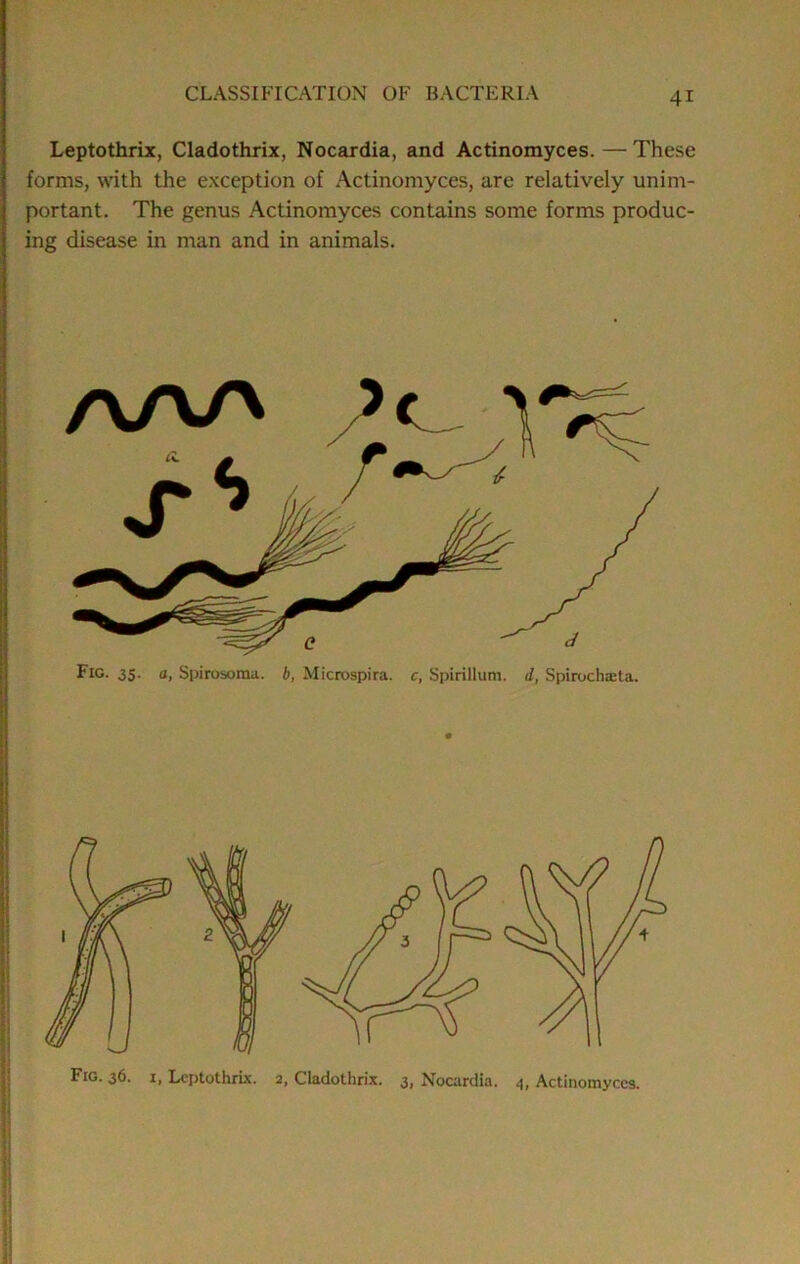 Leptothrix, Cladothrix, Nocardia, and Actinomyces.—These forms, with the exception of Actinomyces, are relatively unim- portant. The genus Actinomyces contains some forms produc- ing disease in man and in animals.