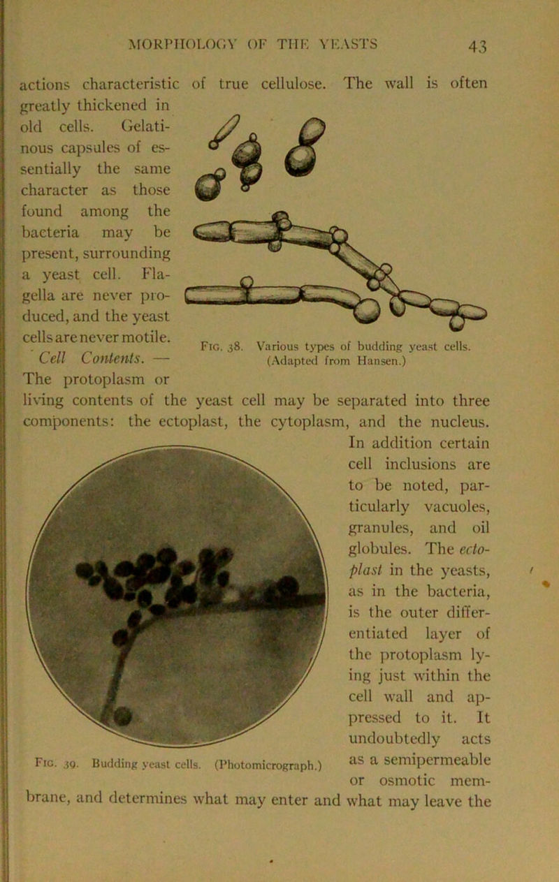 Fig. 38. Various typies of budding yea.st cells. (Adapted from Hansen.) actions characteristic of true cellulose. The wall is often greatly thickened in old cells. Gelati- nous capsules of es- sentially the same character as those found among the bacteria may be present, surrounding a yeast cell. Fla- gella are never ])io- duced, and the yeast cells are never motile. Cell Contents. — The protoplasm or lining contents of the yeast cell may be separated into three components: the ectoplast, the cytoplasm, and the nucleus. In addition certain cell inclusions are to be noted, par- ticularly vacuoles, granules, and oil globules. The ecto- plast in the yeasts, as in the bacteria, is the outer differ- entiated layer of the protoplasm ly- ing just within the cell wall and ap- pressed to it. It undoubtedly acts as a semipermeable or osmotic mem- Fig. 3g. Budding yeast cells. (Photomicrograph.) brane, and determines what may enter and what may leave the