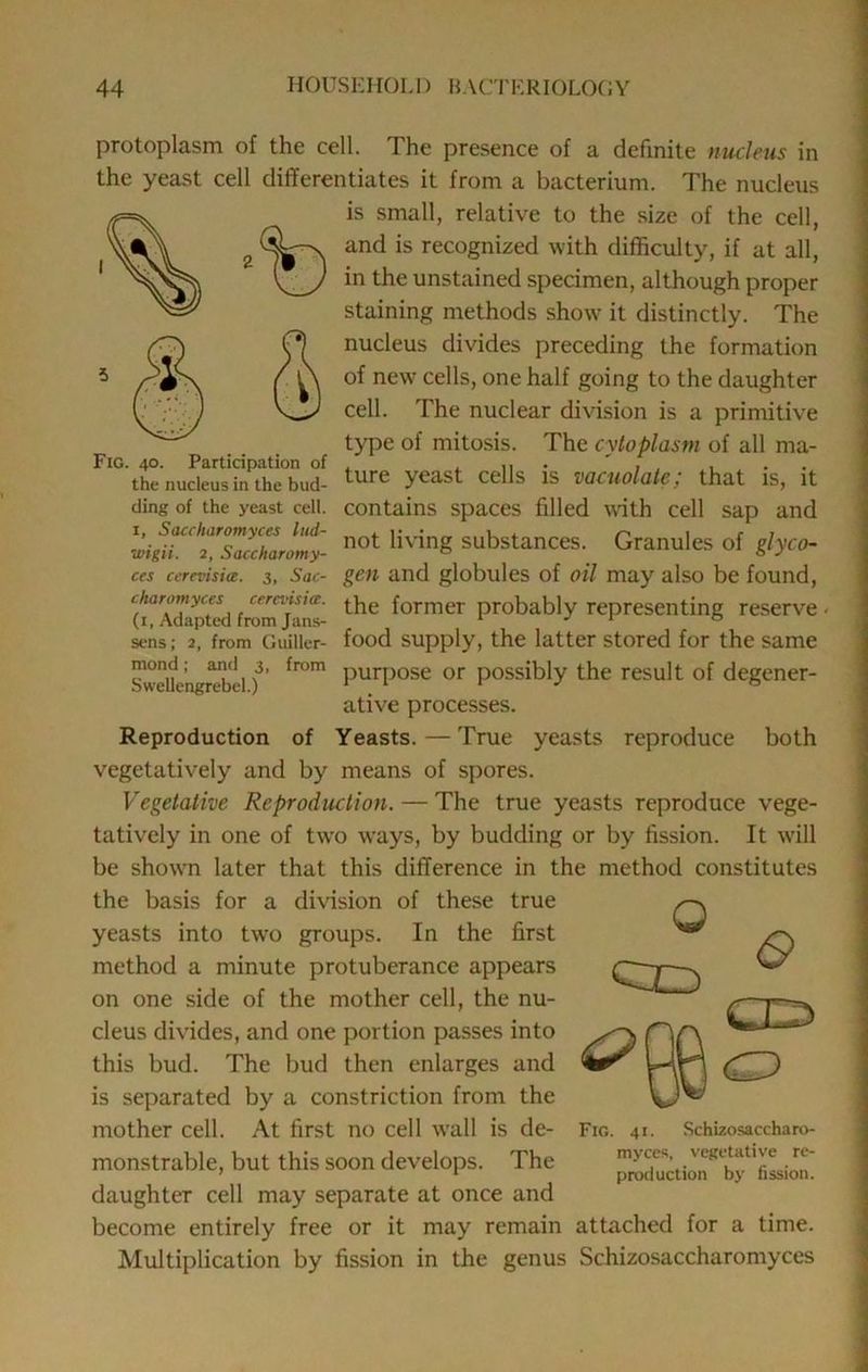 protoplasm of the cell. The presence of a definite nucleus in the yeast cell differentiates it from a bacterium. The nucleus is small, relative to the size of the cell, and is recognized with difficulty, if at all, in the unstained specimen, although proper staining methods show^ it distinctly. The nucleus divides preceding the formation of new cells, one half going to the daughter cell. The nuclear division is a primitive type of mitosis. The cytoplasm of all ma- ture yeast cells is vacuolate; that is, it contains spaces filled with cell sap and not living substances. Granules of glyco- gen and globules of oil may also be found, the former probably representing reserve - food supply, the latter stored for the same purpose or possibly the result of degener- ative processes. Reproduction of Yeasts. — True yeasts reproduce both vegetatively and by means of spores. Vegetative Reproduction. — The true yeasts reproduce vege- tatively in one of tw'o ways, by budding or by fission. It w'ill be showm later that this difference in the method constitutes the basis for a division of these true yeasts into two groups. In the first method a minute protuberance appears on one side of the mother cell, the nu- cleus divides, and one portion passes into this bud. The bud then enlarges and is separated by a constriction from the mother cell. At first no cell wall is de- monstrable, but this soon develops. The daughter cell may separate at once and become entirely free or it may remain Multiplication by fission in the genus Fig. 41. Schizosaccharo- myces, vegetative re- production by fission. attached for a time. Schizosaccharomyces Fig. 40. Participation of the nucleus in the bud- ding of the yeast cell. I, Saccharomyces lud- ■mgii. 2, Saccharomy- ces ccrevisice. 3, Sac- charomyces cercvisice. (i, Adapted from Jans- sens; 2, from Guiller- mond; and 3, from Swellengrebel.)