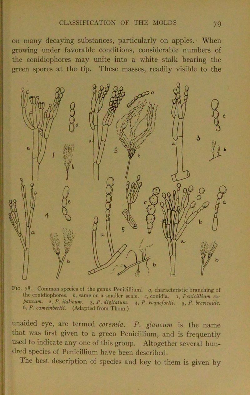 on many decaying substances, particularly on apples. ■ When growing under favorable conditions, considerable numbers of the conidiophores may unite into a white stalk bearing the green spores at the tip. These masses, readily visible to the Fig. 78. Common species of the genus Penicillium. a, characteristic branching of the conidiophores. 6, same on a smaller scale, c, conidia. 1, Penicillium ex- pansum. 3, P. ilalicum. 3, P. digilatum. 4, P. roquefortii. Si P- brevicaulc. 0, P. camembertii. (Adapted from Thom.) unaided eye, are termed corentia. P. glaucum is the name that was first given to a green Penicillium, and is frequently used to indicate any one of this group. Altogether several hun- dred species of Penicillium have been described. The best description of species and key to them is given by i