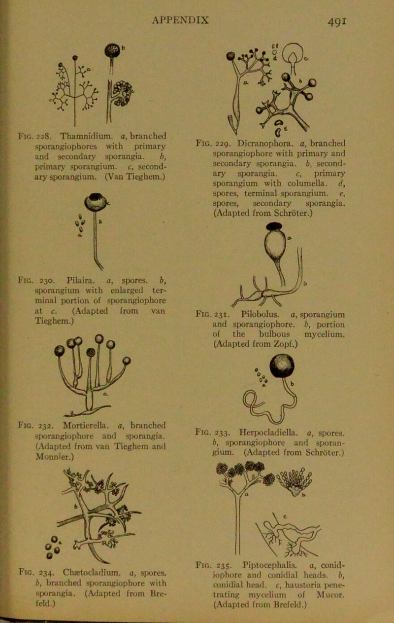 Fig. 2j8. Thamnidium. a, branched sporangiophorts with primary and secondary .sporangia. b, primarj’ sporangium, c, second- ar>- sporangium. (Van Tieghem.) Fig. 230. Pilaira. a, spores, b, sporangium with enlarged ter- minal portion of sporangiophore at c. (Adapted from van Tieghem.) Fig. 232. Mortierella. a, branched sporangiophore anti sporangia. (Adapted from van Tieghem and Monnier.) Fig. 234. Chaetocladium. a, spores. b, branchetl sporangiophore with sporangia. (Adapted from Bre- feld.) Fig. 229. Dicranophora. a, branched sporangiophore with primary and secondary sporangia, b, second- ary sporangia. c, primary sporangium with columella, d, spores, terminal sporangium, e, spores, secondary sporangia. (.\dapted from Schroter.) Fig. 231. Pilobolus. a, sporangium and sporangiophore. b, portion of the bulbous mycelium. (Adapted from Zopf.) Fig. 233. Herpocladiella. a, spores. b, sporangiophore and .sporan- gium. (Adapted from Schroter.) Fig. 235. Piptocephalis. a, conid- iophore and conidial heads, b, conidial heatl. c, haustoria iwne- t rating mycelium of Mucor. (Adapted from Brefeld.)