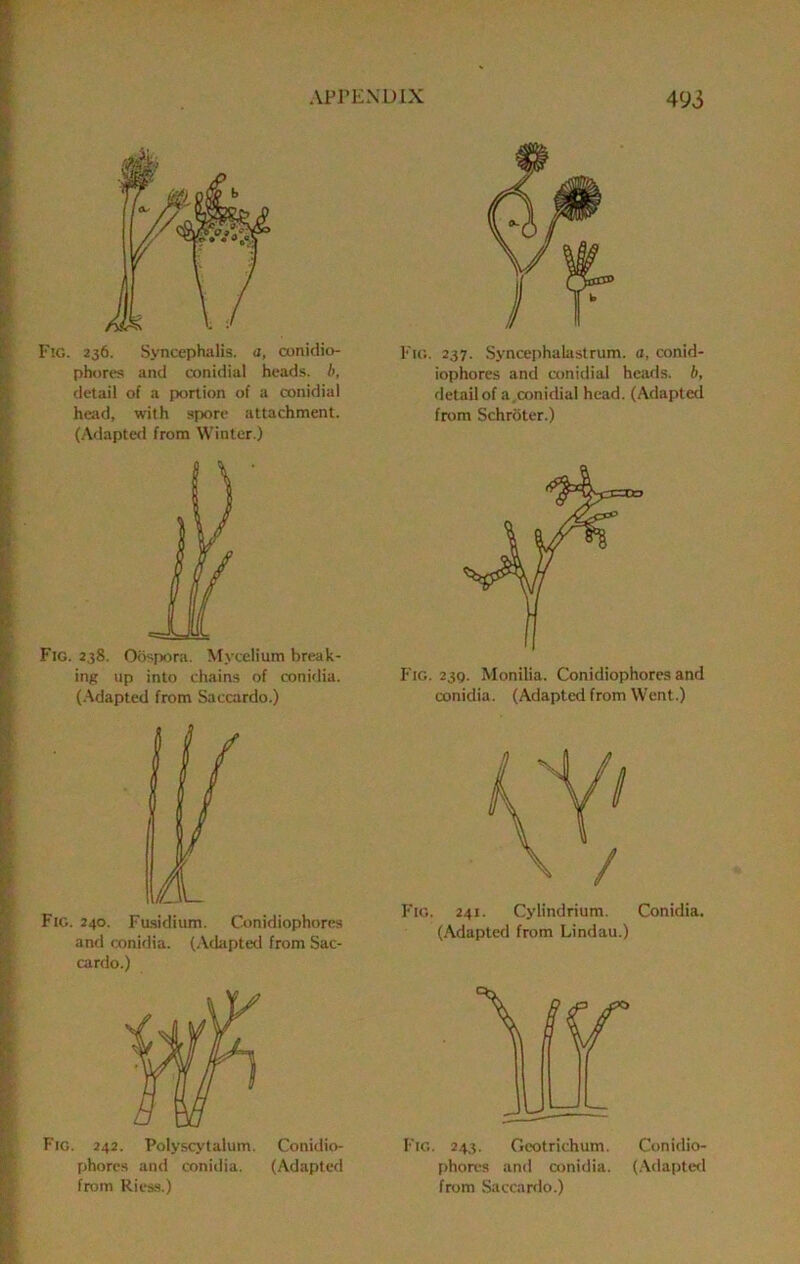 Fig. 236. Syncephalis. a, conidio- phores and conidial heads, h, detail of a portion of a conidial head, with spore attachment. (Adapted from Winter.) Fig. 238. Odspora. Mycelium break- ing up into chains of conidia. (Adapted from Saccardo.) Fig. 240. Fitsidium. Conidiophores and (xinidia. (Adapted from Sac- cardo.) Fig. 242. Polyscytalum. Conidio- phores and conidia. (Adapted Fig. 237. Syncephalastrum. a, conid- iophores and conidial heads, b, detail of a.conidial head. (Adapted from Schroter.) Fig. 23Q. Monilia. Conidiophores and conidia. (Adapted from Went.) Fig. 241. Cylindrium. Conidia. (Adapted from Lindau.) Fig. 243. Geotrichum. Conidio- phores and ainidia. (.\dapte<l