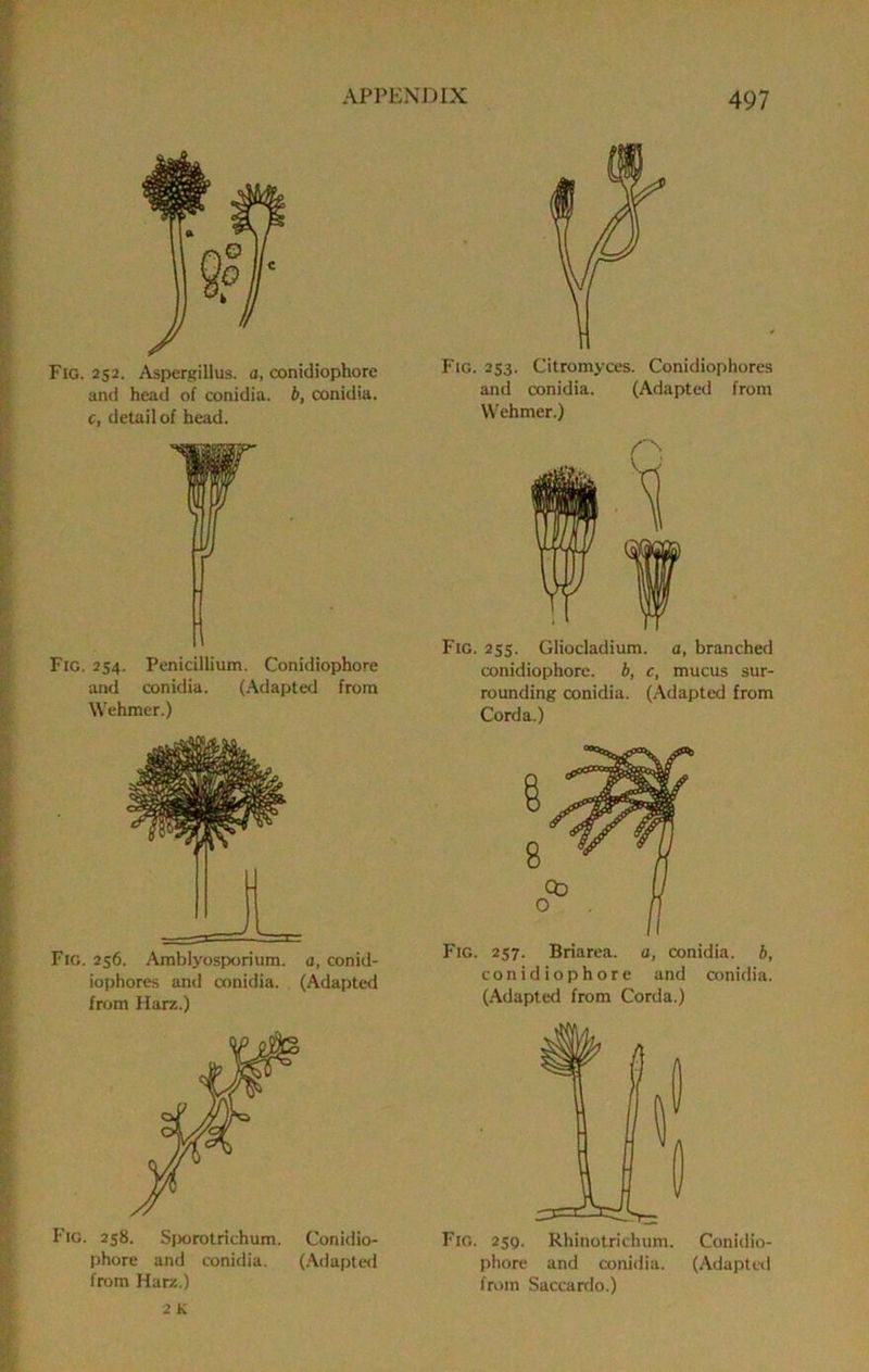 Fig. 252. Aspergillus, a, conidiophore and head of conidia. b, conidia. c, detail of head. Fig. 254. Penicillium. Conidiophore and conidia. (Adapted from Wehmer.) Fig. 256. Amblyosporium. a, conid- iophores and conidia. (Adapted from Harz.) Fig. 258. Sjxjrotrichum. Conidio- phore and conidia. (.Adapted from Harz.) Fig. 253. Citromyces. Conidiophores and conidia. (Adapted from Wehmer.) Fig. 235. Gliocladium. a, branched conidiophore. b, c, mucus sur- rounding conidia. (Adapted from Corda.) Fig. 257. Briarea. a, conidia. b, conidiophore and conidia. (Adapted from Corda.) Fig. 259. Rhinotrichum. Conidio- phore and conidia. (Adapted from Saccardo.)