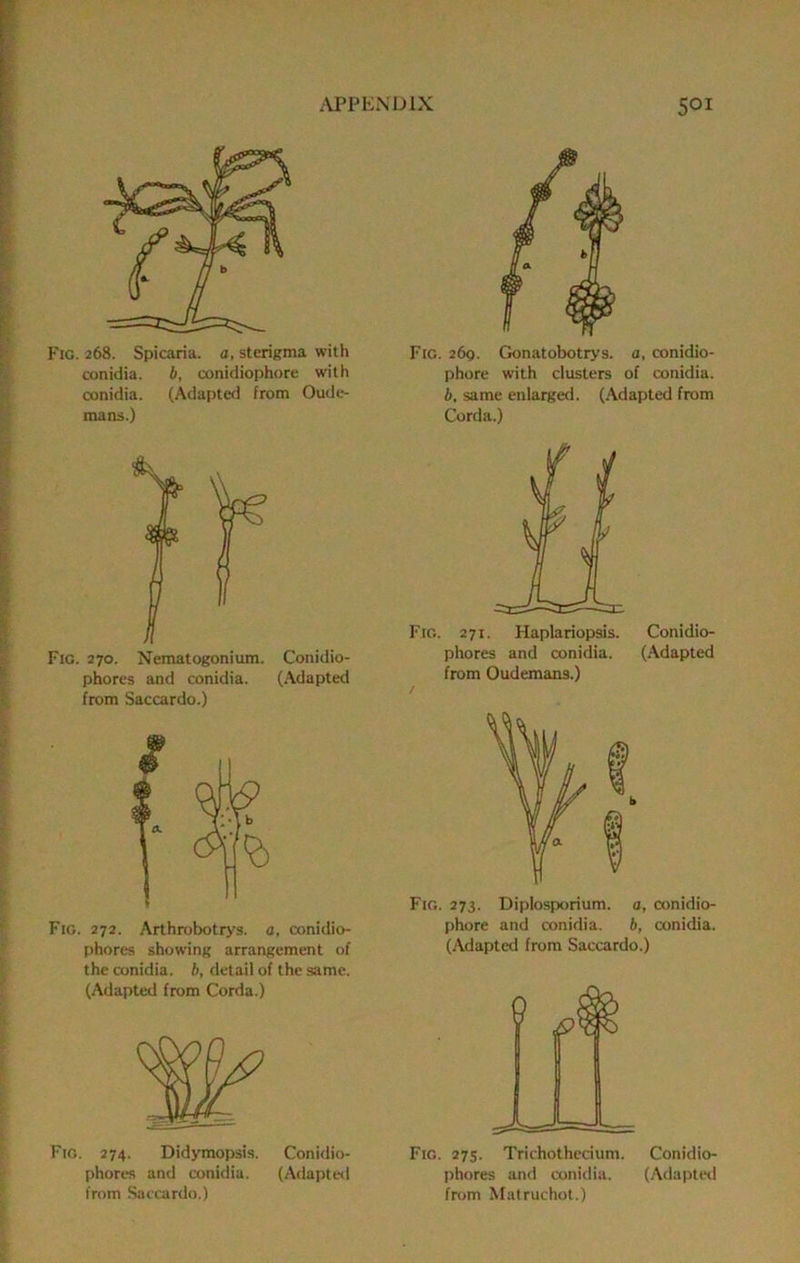 Fig. 268. Spicaria. a, sterigma with conidia. b, conidiophore with conidia. (Adapteii from Oude- mans.) Fig. 270. Nematogonium. Conidio- phores and conidia. (Adapted from Saccardo.) Fig. 272. Arthrobotrys. a, amidio- phores showing arrangement of the conidia. b, detail of the same. (Adapted from Corda.) Fig. 274. Did>TTiopsis. Conidio- phores and conidia. (Adapteit from Saccardo.) Fig. 26g. Gonatobotrys. a, conidio- phore with clusters of conidia. b, same enlarged. (Adapted from Corda.) Fig. 271. Haplariopsis. Conidio- phores and conidia. (Adapted from Oudemans.) / Fig. 273. Diplosporium. o, ronidio- phore and conidia. b, conidia. (Adapted from Saccardo.) Fig. 27s. Trichothccium. Conidio- phores and conidia. (Adapteii from Matruchot.)