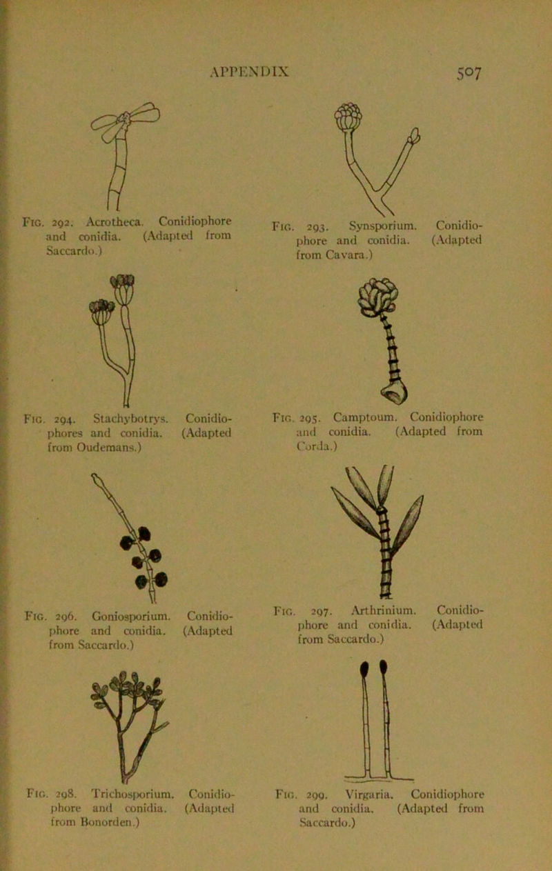 Fro. 292. AcxotJieca. Conidiophore and conidia. (Adapted from Saccardo.) phores and conidia. (Adapted from Oudemans.) Fig. 2g6. Goniosporium. Conidio- phore and conidia. (Adapted from Saccardo.) Flo. 2g8. Trichosfwrium. Conidio- phore and conidia. (Adapted Fig. 293. Synsporium. Conidio- phore and conidia. (.\dapted from Cavara.) Fig. 293. Camptoum. Conidiophore and conidia. (Adapted from Corda.) Fig. 297. Arthrinium. Conidio- phore and conidia. (.^daplwl from Saccardo.) Fio. 299. Viricaria. Conidiophore and conidia. (Adaptetl from