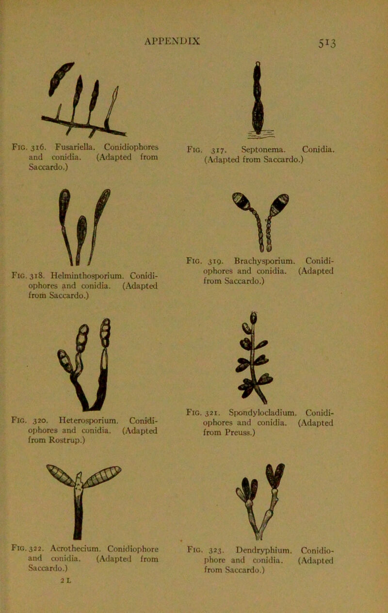 Fig. 316. Fusariella. Conidiophores and conidia. (Adapted from Saccardo.) Fig. 318. Helminthosporium. Conidi- ophores and conidia. (Adapted from Saccardo.) Fig. 320. Heterosporium. Conidi- ophores and conidia. (Adapted from Rostrup.) Fig. 322. Acrothecium. Conidiophore and conidia. (Adapted from Fig. 317. Septonema. Conidia. (Adapted from Saccardo.) Fig. 319. Brachysporium. Conidi- ophores and conidia. (Adapted from Saccardo.) Fig. 321. Spondylocladium. Conidi- ophores and conidia. (Adapted from Preuss.) Fig. 323. Dendryphium. Conidio- phore and conidia. (Adapted