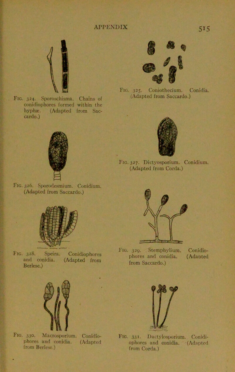 Fig. 324. Sporoschisma. Chains of conidiophores formed within the hyphse. (Adapted from Sac- cardo.) Fig. 326. Sporodesmium. Conidium. (Adapted from Saccardo.) Fig. 328. Speira. Conidiophores and conidia. (Adapted from Berlese.) Fig. 330. Macrosporium. Conidio- phores and conidia. (Adapted from Berlese.) Fig. 325. Coniothedum. Conidia. (Adapted from Saccardo.) Fig. 327. Dictyosporium. Conidium. (Adapted from Corda.) Fig. 329. Stemphyliura. Conidio- phores and conidia. (Adaoted from Saccardo.) Fig. 331. Dactylosp<jrium. Conidi- ophores and conidia. (Adapted from Corda.)