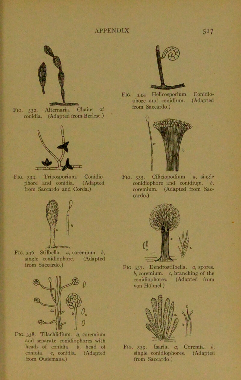 Fig. 332. Altemaria. Chains of conidia. (Adapted from Berlesc.) Fig. 334. Trijxisporium. Conidio- phore and conidia. (Adapted from Saccardo and Corda.) Fig. 336. Stilbella. a, coremium. b, single conidiophore. (Adapteil from Saccardo.) Fig. 338. Tilachlidium. a, coremium and separate conidiophores with heads of conidia. b, head of conidia. -c, conidia. (Adapted from Oudemans.) Fig. 333. Helicosporium. Conidio- phore and conidium. (Adapted from Saccardo.) Fig. 33S. Cilidopodium. a, single conidiophore and conidium. b, coremium. (Adapted from Sac- cardo.) Fig. 337. Dcndrostilbella. o, spores. b, coremium. c, branching of the conidiophores. (Adapted from von Hohnel.) Fig. 339. Isaria. a, Coremia. b, single conidiophores. (Adapted from Saccardo.)