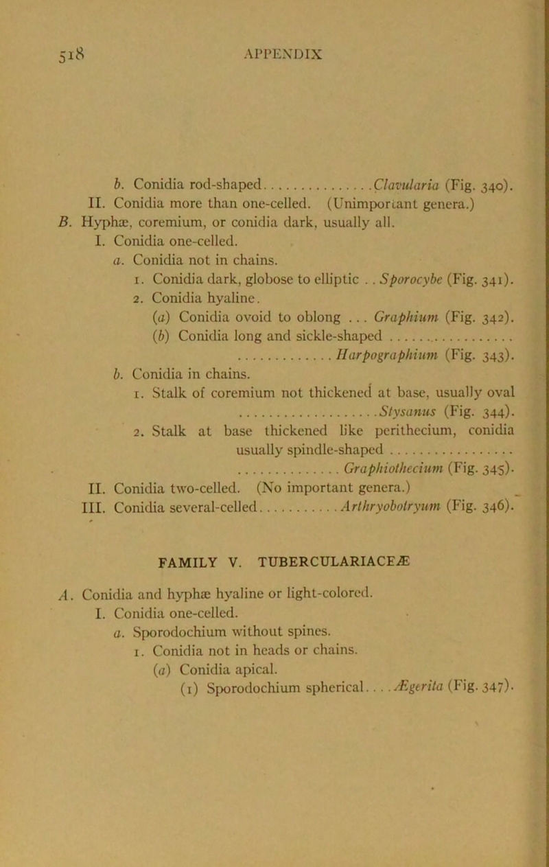 h. Conidia rod-shaped Clavularia (Fig. 340). II. Conidia more than one-celled. (Unimporlant genera.) B. Hyphce, coremium, or conidia dark, usually all. I. Conidia one-celled. a. Conidia not in chains. 1. Conidia dark, globose to elh'ptic .. Sporocybe (Fig. 341). 2. Conidia hyaline. (a) Conidia ovoid to oblong ... Graphium (Fig. 342). {b) Conidia long and sickle-shaped Ilarpographium (Fig. 343). b. Conidia in chains. 1. Stalk of coremium not thickened at base, usually oval Stysanus (Fig. 344). 2. Stalk at base thickened like perithccium, conidia usually spindle-shaped Graphiothecium (Fig. 345). II. Conidia two-celled. (No important genera.) III. Conidia several-celled Arthryobolryum (Fig. 346). FAMILY V. TUBERCULARIACEiE A. Conidia and hyphae hyaline or light-colored. I. Conidia one-celled. 0. Sporodochium without spines. I. Conidia not in heads or chains. (a) Conidia apical. (i) Sporodochium spherical... ./Egerita (Fig. 347)-