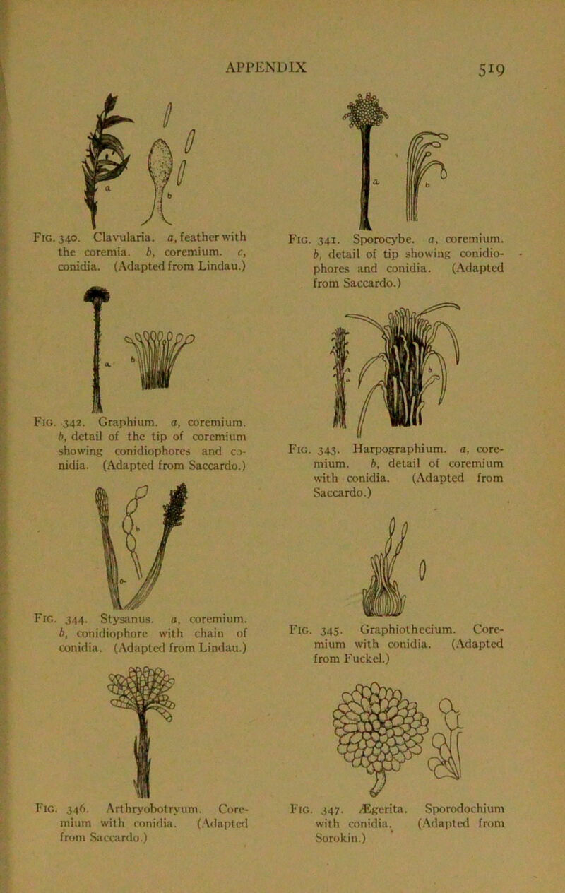 Fig. 340. Clavularia. a, feather with the coremia. b, coremium. c, conidia. (Adapted from Lindau.) ♦ ft Fig. 342. Graphium. a, coremium. b, detail of the tip of coremium showing conidiophores and c.i- nidia. (Adapted from Saccardo.) Fig. 344. Styaanus. o, coremium. b, conidiophore with chain of conidia. (Adapted from Lindau.) Fig. 346. Arthryobotryum. Core- mium with conidia. (.Adapted from Saccardo.) 519 Fig. 341. Sporoc>'be. a, coremium. b, detail of tip showing conidio- phores and conidia. (Adapted from Saccardo.) Fig. 343. Harpographium. a, core- mium. b, detail of coremium with conidia. (Adapted from Saccardo.) 0 Fig. 345. Graphiothccium. Core- mium with conidia. (Adapted from Fuckel.) Fig. 347. jEgerita. Sporodochium with conidia. (.Adapted from Sorokin.)