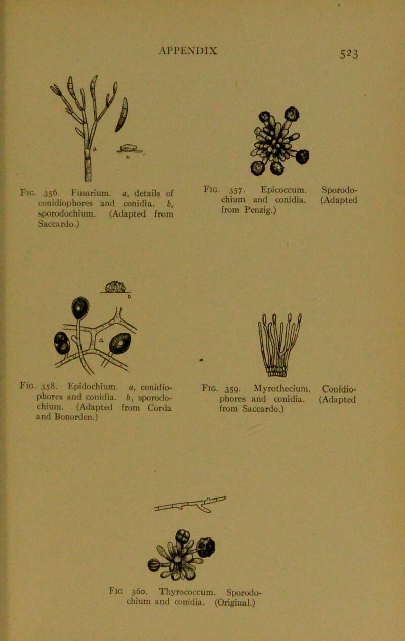APPEXIJIX Fig. 356. Fusarium. a, details of conidiophores and cnnidia. b, sporodochium. (Adapted from Saccardo.) Fig. 357- Epicoccum. chium and conidia. from Penzig.) Fig. 358. Epidochium. a, conidio- phorcs and conidia. b, sporotlo- chium. (Adapted from Corda and Bonorden.) Fig. 3SQ. Myrothecium. phores and conidia. from Saccardo.) Fig 360. Thyrococcum. Sporodo- chium and conidia. (Original.) Sporodo- (Adapted Conidio- (Adapted