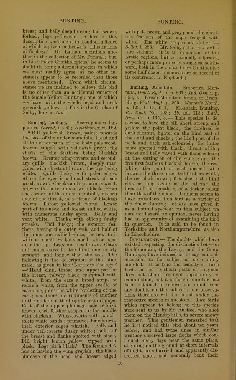 breast, and belly deep brown ; tail brown, forked; legs yeUomsh. A bird of this description was caught in London, a figure of which is given in Brown’s ‘ Illustrations of Zoology.’ Dr. Latham mentions ano- ther in the collection of Mr. Tunstal; but, in his ‘ Index Ornithologicus,’ he seems to doubt its being a distinct species, in which we most readily agree, as no other in- stances appear to be recorded than those above mentioned. From which cii’cum- stance we are inclined to believe this bird is no other than an accidental variety of the female Yellow Bunting; one of which we have, with the whole head and neck greenish yellow. [This is the Ortolan of Selby, Jenyns, &c.] [Bunting, Lapland. — Plectrophanes lap- ponica, Yarrell, i. 490 ; Hewitson, xlvi. 182. —“ Bill yeUovish brown, palest towards the base of the under mandible. Head and aU the other parts of the body pale wood- brown, tinged with yellovish grey; the shafts of the feathers being blackish brown. Greater wing-coverts and second- ary quills, blackish brown, deeply mar- gined -with chestnut-browm, the tijjs being white. Quids duskjq with paler edges. Above the eyes is a broad streak of pale wood-brown. Cheeks and ear-coverts wood- brown ; the latter mixed with black. Fi-om the comers of the under mandible, on each side of the throat, is a streak of blackish brown. Throat yellowish white. Lower pai’t of the neck and breast sullied white, ■with numerous dusky spots. Belly and vent white. Flanks ■with oblong dusky streaks. Tail dusky; tte exterior fea- thers having the outer web, and half of the inner one, suUied white, the next to it ■with a small wedge-shaped ■\vhite spot near the tip. Legs and toes brown. Claws not much cuiwed; the hind one nearly straight, and longer than the toe. The following is the description of the adult male, as given in the ‘ Northern Zoology:’ —‘ Head, chin, throat, and upper part of tlie breast, velvety black, mai’gined ■with white; from the ears a broad stripe of reddish white, from the upper eye-lid of each side, joins the white bordering of the ears ; and there are mdiments of anotlier in the middle of the bright chestnut nape. Best of the upper plumage pale reddish brown, each feather striped in the middle ■with blackish. Wing-coverts ■with two ob- solete white bands; primaries hair-brown, their exterior edges whitish. Belly and under tail-coverts dusky white; sides of the breast and flanks spotted wdth black. BiU bright lemon - yellow, tipped ■with black. Le»s pitch-black.’ The female dif- fers in ha-ving the wing grejdsh; the black plumage of the head and breast edged with pale brown and grey; and the chest- nut feathers of the nape fiinged with white. The white stripes are duller.”— Selby, L 283. Mr. Selby calls this bird a rai’e risitant: it is an inhabitant of the Arctic regions, but occasiouallj’ migrates, or perhaps more properly straggles, south- wai’d, both in the old and new Continents: some half-dozen instances are on record of its occurrence in England.] Bunting, Mountain. — Emberiza Mon- tana, Gmel. Syst. ii. p. 807; Ind. Orn. i. p. 398, 3. Lesser Mountain Finch, or Bram- bling. Will. Angl. j>. 255 ; Morton's North; p. 423, t. 13, f. 1. Mountain Bunting, Br. Zool. No. 123; Ib. fob 113; Lath. Syn. iii. p. 105, 3. — This species is de- scribed to have the bill short, strong, and yellow, the point black; the forehead is dark chesnut, lighter on the hind pai't of the head and cheeks; the hind j>art of the neck and back ash-coloured; the latter more spotted with black; throat white; breast and beUy w'aved with flame-colour; at the setting-on of the wing grey; the five first feathers blackish browm, the rest white, the point of each dashed with browm; the three outer tail-feathers white, the rest dark browm; feet black; the hind claw as long again as the others: the breast of the female is of a darker colour than that of the male. Linnaeus seems to have considered this bird as a variety of the Snow Bunting; others have given it as a distinct species: on this subject we dai'e not hazard an opinion, never ha^ving had an opportunity of examining the bird in question. It is said to be found in Yorkshire and Northamptonshire, as also in Lincolnshire. Supplement. — The doubts which have existed respecting the distinction between the Mountain, the Tawmy, and the Snow Bimtings, have induced us to pay as much attention to the subject ns opportunity nfibrded. It is true the scarcity of these bii’ds in the southern parts of England does not afford frequent opportunity of examination, but a sufiicient number has been obtained to relieve our mind from any doubts on the subject; our obsenm- tions therefore ■wiU be found under the respective species in question. Two birds which appear to belong to this species were sent to us by Mr. Anstice, who shot them on the Mendip hiUs, in severe snow-y w'eather. This gentleman remarked that he first noticed this bird about ten years before, and had twice since in similar weather observed lai’ge flocks which con- tinued many days near the same place, alighting on ■the ground at short intervals of flight, in a humed, and apparently dis- tressed state, and generally bent their