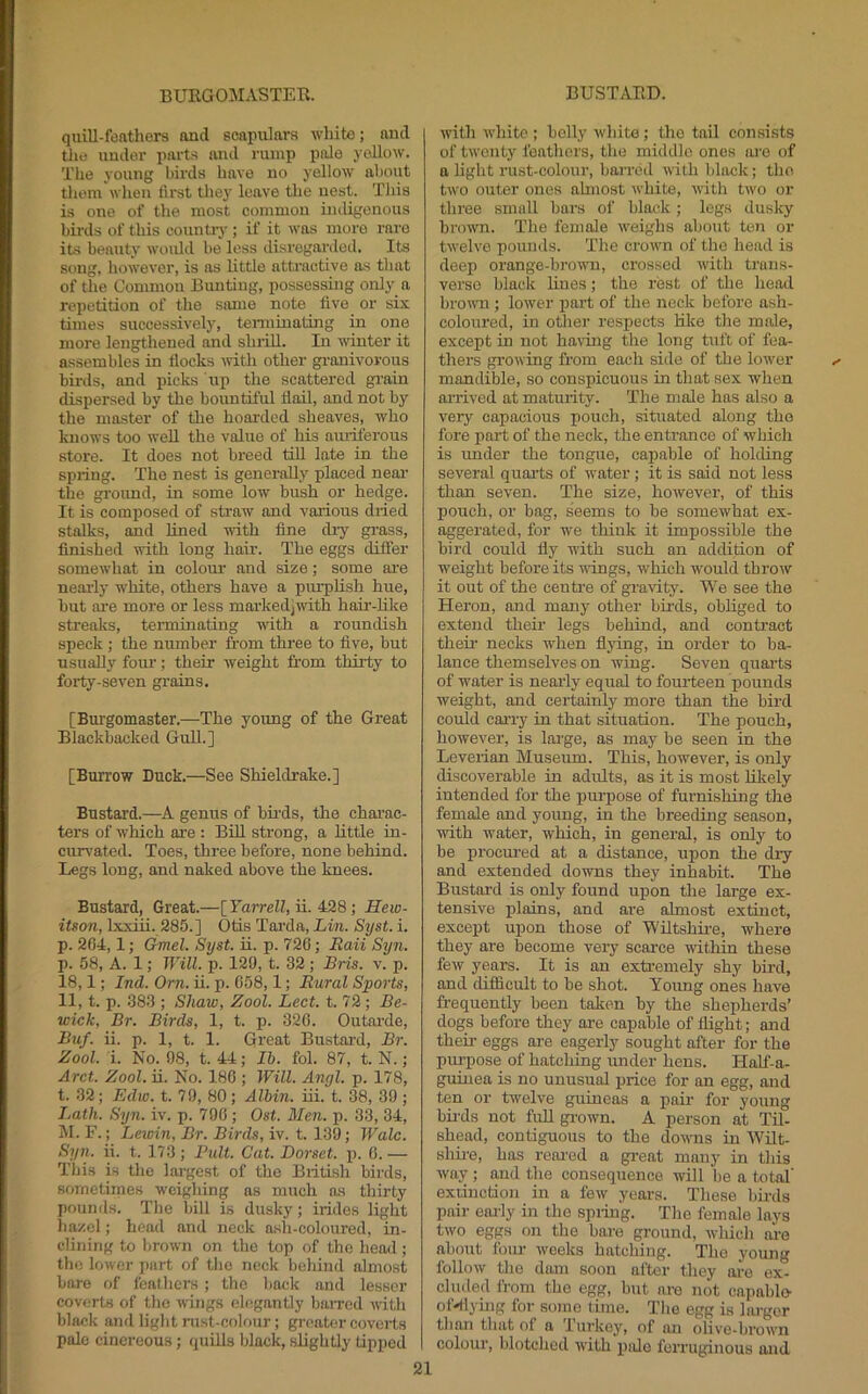 quill-feathers and scapulars white; and tlie under parts and rump pale yellow. The young birds have no yellow about them when first thej' leave the nest. This is one of the most common indigenous birds of this countiy ; if it was more rare its beauty would be less disregarded. Its song, however, is as little atti'active as that of the Common Bunting, possessing only a repetition of the same note five or six times successively, temiinating in one more lengthened and shrill. In winter it assembles in flocks with other gi-anivorous birds, and picks up the scattered grain dispersed by the bountiful flail, and not by the master of the hoarded sheaves, who knows too well the value of his amiferous store. It does not breed till late in the spring. The nest is generally placed near the gi’ound, in some low bush or hedge. It is composed of straw and various dried stalks, and lined with fine dry grass, finished with long hair. The eggs differ somewhat in colour and size; some are nearly w'hite, others have a piu-plish hue, but ai'e more or less marked)with hair-Hke streaks, terminating with a roundish speck ; the number from three to five, but usuaU3’- four-; their weight from thirty to forty-seven grains. [Burgomaster.—The young of the Great Blackbacked Gull.] [Burrow Duck.—See Shieldrake.] Bustard.—A genus of bii'ds, the chai'ae- ters of which are : Bill strong, a httle in- curw'ated. Toes, three before, none behind. Legs long, and naked above the knees. Bustard, Great.—[Yarrell, ii. 428; Hew- itson, l.xxiii. 285.] Otis Tai'da, Lin. Syst. i. p. 264,1; Cfmel. Syst. ii. p. 726; Raii Syn. p. 58, A. 1; Will. p. 120, t. 32 ; Bris. v. p. 18,1; Ind. Orn. ii. p. 658,1; Rural Sports, 11, t. p. 383 ; Shaw, Zool. Lect. t. 72; Be- wick, Br. Birds, 1, t. p. 326. Outai-de, Buf. ii. p. 1, t. 1. Great Bustard, Br. Zool. i. No. 98, t. 44; Ih. fol. 87, t. N.; Arct. Zool. ii. No. 186 ; Will. Angl. p. 178, t. 32; Edw. t. 79, 80 ; Albin. iii. t. 38, 39 ; Jjath. Syn. iv. p. 796; Ost. Men. p. 33, 34, M. F.; Lewin, Br. Birds, iv. t. 139; Wale. Syn. ii. t. 173; Fiilt. Cat. Dorset, p. 6.— This is the largest of the British birds, sometimes weighing as much as thirty pounds. The bill is dusky; irides light hazel; head and neck ash-coloured, in- clining to brown on the top of the head; the lower part of the neck behind almost bare of feathers ; the back and lesser coverts of the wings elegantly barred with black and light rust-colour; greater coverts pale cinereous; quills black, slightly tipped with W’hite ; belly white; the tail consists of twenty feathers, the middle ones are of a light rust-colour, barred with black; the two outer ones ahnost white, with two or three small bars of black; legs dusky browm. The female w'eighs about ten or twelve pounds. The crowm of the head is deep orange-brown, crossed with trans- verse black hues; the rest of the head brown ; lower part of the neck before ash- coloured, in other respects Hke the male, except in not having the long tuft of fea- thers growing from each side of the lower mandible, so conspicuous in that sex when ai’rived at maturity. The male has also a very capacious pouch, situated along the fore part of the neck, the entrance of which is under the tongue, capable of holding several quarts of water; it is said not less than seven. The size, however, of this pouch, or bag, seems to be somewhat ex- aggerated, for we think it impossible the bird could fly with such an addition of weight before its w'ings, which would throw it out of the centre of gravity. We see the Heron, and many other birds, obhged to extend their legs behind, and contract their necks when flj’ing, in order to ba- lance themselves on wing. Seven quai’ts of water is nearly equal to fourteen pounds weight, and certainly more than the bird could caiTy in that situation. The pouch, however, is large, as may be seen in the Leverian Museum. This, however, is only discoverable in adults, as it is most hliely intended for the purpose of furnishing the female and young, in the breeding season, with water, which, in general, is only to be procm-ed at a distance, upon the dry and extended downs they inhabit. The Bustard is only found upon tlie large ex- tensive plains, and are almost extinct, except upon those of Wiltshii'e, where they are become very scarce within these few years. It is an extremely shy bird, and difficult to be shot. Young ones have frequently been taken by the shepherds’ dogs before they are capable of flight; and their eggs are eagerly sought after for the purpose of hatching under hens. HaLf-a- guiuea is no unusual j)rice for an egg, and ten or twelve guineas a pair for young bh’ds not full gi-own. A person at Til- shead, contiguous to the dov’us in WBt- shhe, has reared a great many in this way ; and the consequence will be a total' exiinction in a few years. These birds pail' eoi'ly in the .spiing. Tlie female lays two eggs on the bare ground, whicli ai'o about four weeks hatching. The young follow the dam soon after they are ex- cluded I'rom the egg, but are not capable oHlyhig for some time. The egg is hu-ger than that of a lurkey, of an olive-brown colour, blotched with pale ferruginous and