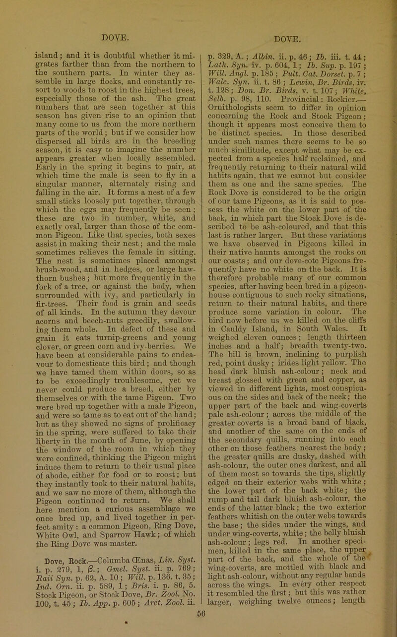 island; and it is doubtful wbetber it mi- grates fai-ther than from the noi’them to the southern pai-ts. In uinter they as- semble in large flocks, and constantly re- sort to woods to roost in the highest ti-ees, especially those of the ash. The great numbers that ai’e seen together at this season has given rise to an opinion that many come to us from the more northern parts of the world; but if we consider liow dispersed all birds are in the breeding season, it is easy to imagine the number appears greater when locally assembled. Eaiiy in the spring it begins to i)aii', at which time the male is seen to fly in a singular manner, alternately rising and falling in the air. It forms a nest of a few small sticks loosely put together, through which the eggs may frequently be seen; these are two in number, white, and exactly oval, larger than those of the com- mon Pigeon. Like that species, both sexes assist in making their nest; and the male sometimes relieves the female in sitting. The nest is sometimes placed amongst brush-wood, and in hedges, or large haw- thorn bushes; but more frequently in the fork of a tree, or against the body, when surrounded with ivy, and particularly in fir-trees. Their food is grain and seeds of all kinds. In the autumn they devour acorns and beech-nuts greedily, swallow- ing them whole. In defect of these and grain it eats turnip-greens and young clover, or green com and ivy-berries. AVe have been at considei’able pains to endea- vour to domesticate this bird; and though we have tamed them within doors, so as to be exceedingly troublesome, yet we never could produce a breed, either by themselves or with the tame Pigeon. Two were bred up together with a male Pigeon, and were so tome as to eat out of the hand; but as they showed no signs of prohficacy in the spring, were suffered to take their liberty in the month of June, by opening the T\indow of the room in which they were confined, thinking the Pigeon might induce them to return to their usual place of abode, either for food or to roost; but they instantly took to their- natural habits, and we saw no more of them, although the Pigeon continued to retui-n. AVe shall here mention a curious assemblage we once bred up, and lived together in per- fect amity : a common Pigeon, Ping Dove, AVhite Owl, and Sparrow Hawk; of which the Eing Dove was master. Dove, Rock.—Columba CEnas, Lin. Syst. i. p. 279, 1, (3.; Gmel. Syst. ii. p. 760; Itaii Syn. p. 02, A. 10 ; Will. p._ 130. t. 35; Ind. Orn. ii. p. 589, 1; Bris. i. p. 86, 5. Stock Pigeon, or Stock Dove, Br. Zool. No. 100, t. 45; II). App. p. 005; Arct. Zool. ii. p. 329, A.; Albin. ii. p. 40 ; 16. iii. t. 44; Lath. Syn. iv. p. 604, 1; Ib. Snp. p. 197 ; Will. Angl. p. 185 ; Pult. Cat. Dorset, p. 7 ; Wale. Syn. ii. t. 86 ; Lewin, Br. Birds, iv. t. 128; Don. Br. Birds, v. t. 107; White, Selb. p. 98, 110. Provincial: llockier.— Ornithologists seem to dififer in opinion concerning the Eock and Stock Pigeon; though it appears most conceive them to be distinct species. In those described under such names there seems to be so much similitude, except what may be ex- pected from a species half reclaimed, and frequently returning to their natural wild habits again, that we cannot but consider them as one and the same species. The Eock Dove is considered to bo the origin of our tame Pigeons, as it is said to pos- sess the white on the lower part of the back, in which part the Stock Dove is de- scribed to be ash-coloured, and that this last is rather larger. But these variations we have observed in Pigeons killed in their native haunts amongst the rocks on our coasts; and oirr dove-cote Pigeons fre- quently have no white on the back. It is therefore probable many of our common species, after haring been bred in a pigeon- house contiguous to such rocky situations, retirrn to their natural habits, and there produce some variation in colour. The bird now before us we killed on the cliffs in Cauldy Island, in South AA'ales. It weighed eleven ounces; length thirteen inches and a half; breadth twenty-two. The bill is brown, inclining to prrr-plish red, point dusky; hides light yellow. The head dark bluish ash-colour; neck and breast glossed rrith p-een and copper, as viewed in different lights, most conspicu- ous on the sides and back of the neck; the uj)per par-t of the back and uing-coverts pale ash-colorrr; across the middle of the greater coverts is a broad band of black, and another of the same on the ends of the secondary quills, running into each other on those feathers near-est the body ; the greater quills are dusk}^ dashed with ash-colour, the outer ones darkest, and aU of them most so towards the tips, slightly edged on their exterior webs with white; the lower part of the back white; the rump and tail dai'k bluish ash-colour, the ends of the latter black; the two exterior feathers whitish on the outer webs towards the base; the sides under the wings, and under wing-coverts, white; the befly bluish ash-colour; legs red. In another speci- men, lulled in the same place, the upper part of the back, and the whole of the wing-coverts, are mottled with black and light ash-colour, -«ithout any regular bands across the wings. In every other respect it resembled the first; but this was rather larger, weighing twelve ounces; length