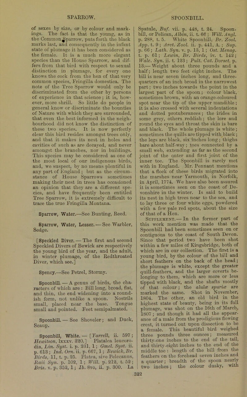 of sexes by size, or by colour and mark- ings. The fact is that the young, as in the Gommon^parrow, puts forth the black marks last, and consequently in the infant state of plumage it has been considered as the female. It is a much more elegant species than the House Sparrow, and dif- fers from that bird with respect to sexual distinction in plumage, for evei-y one knows the cock from the hen of that very common species, Fringilla domestica. The note of the Tree Sparrow would only be discriminated from the other by persons of ex2)erieuce in that science; it is, how- ever, more shrill. So little do people in general know or discriminate the bounties of Nature TOth which they are surrounded, that even the best informed in the neigh- bourhood did not know the distinction of these two species. It is now perfectly clear this bird resides amongst trees only, and that it makes its nest in holes and cavities of such as are decayed, and never amongst the branches, nor in buildings. This species may be considered as one of the most local of our indigenous birds, and, we suspect, by no means plentiful in any part of England ; but as the circum- stance of House Sparrows sometimes making their nest in ti'ees has occasioned an opinion that they are a different spe- cies, and have frequently been entitled Tree Sparrow, it is extremely difficult to trace the true Fringilla Montana. Sparrow, Water.—See Bunting, Reed. Sparrow, Water, Lesser.— See Warbler, Sedge. [Speckled Diver. — The first and second Speckled Divers of Bewick are respectively the young bird of the year, and the adult, in winter plumage, of the Redthroated Diver, which see.] Spency.—See Petrel, Stormy. Spoonbill. — A genus of birds, the cha- racters of which are : Bill long, broad, fiat, and thin, the end widening into a round- ish form, not unlike a spoon. Nostrils small, placed near the base. Tongue small and pointed. Feet semipalmated. Spoonbill. — See Shoveler; and Duck, Scaup. Spoonbill, White. — \_Yarrell, ii. 597; Hewitson, Ixxxv. 320.] Platalea leucoro- dia, Lin. Syst. i. p. 231, 1; Gmcl. Syst. ii. p. 613 ; Ind. Om. ii. p. 667,1; Bcioick, Br. Birds, 11, t. p. 25. Platen, sive Pelecanus, B,aii Syn. p. 102, 1; Will. p. 212, t. 52; jBns. V. p. 352, 1; lb. 8vo, ii. p. 300. La Spatule, Buf. vii. p. 448, t. 24. Spoon- bill, or Pelican, Albin, ii. t. 66 ; Will. Angl. p. 288, t. 5. White Spoonbill, Br. Zool. App. t. 9 ; Arct. Zool. ii. p. 441, A.; S?/p. p. 66 ; Lath. Syn. v. p. 13, 1; Ost. Menag. t. p. 61; Leioin, Br. Birds, iv. t. 142; Wale. Syn. ii. t. 123 ; Pult. Cat. Dorset, p. 13:—Weight about three pounds and a half; length two feet eight inches. The bill is near seven inches long, and three- quarters of an inch broad in the narrowest part; two inches towards the point in the largest part of the spoon; colour black, sometimes brown, with an orange-coloured spot near the tip of the upper mandible ; it is also crossed with several indentations and dotted protuberances ; the irides in some grey, others reddish; the lore and round the eyes and throat the skin is bare and black. The whole plumage is white; sometimes the quills are tipped with black; the legs are black, six inches long ; thighs bare about half-way ; toes connected by a small web, extending as far as the second joint of the outer and first joint of the inner toe. The Spoonbill is rarely met with in England. Mr. Pennant mentions that a flock of these birds migrated into tbe marshes near Yarmouth, in Noi’folk, in Api-il, 1774. We have also been assured it is sometimes seen on the coast of De- vonshire in the winter. Is said to build its nest in high trees near to the sea, and to lay three or four white eggs, powdered with a few pale red spots, about the size of that of a Hen. Supplement.— In the former part of this work mention was made that the Spoonbill had been sometimes seen on or contiguous to the coast of South Devon. Since that period two have been shot within a few miles of Kingsbridge, both of which are in our collection. The first is a j'oung bird, by the colour of the bill and short feathers on the back of the head; the plumage is white, except the greater quill-feathers, and the larger coverts be- longing to them, which are more or less tipped with black, and the shafts mostly of that colour; the alul<B spurice are mai-ked the same. Shot in November, 1804. The other, an old bird in the highest state of beauty, being in its full plumage, was shot on the 16th of March, 1807 ; and though it had all the appear- ance of a male from the prodigious flowing crest, it turned out upon dissection to be a female. This beautiful bird weighed three pounds three ounces; measured thirty-one inches to the end of the tail, and thirty-eight inches to the end of the middle toe : length of the bill from the feathers on the forehead seven inches and a quarter; breadth of the spoon nearly two inches; the colour dusky, with