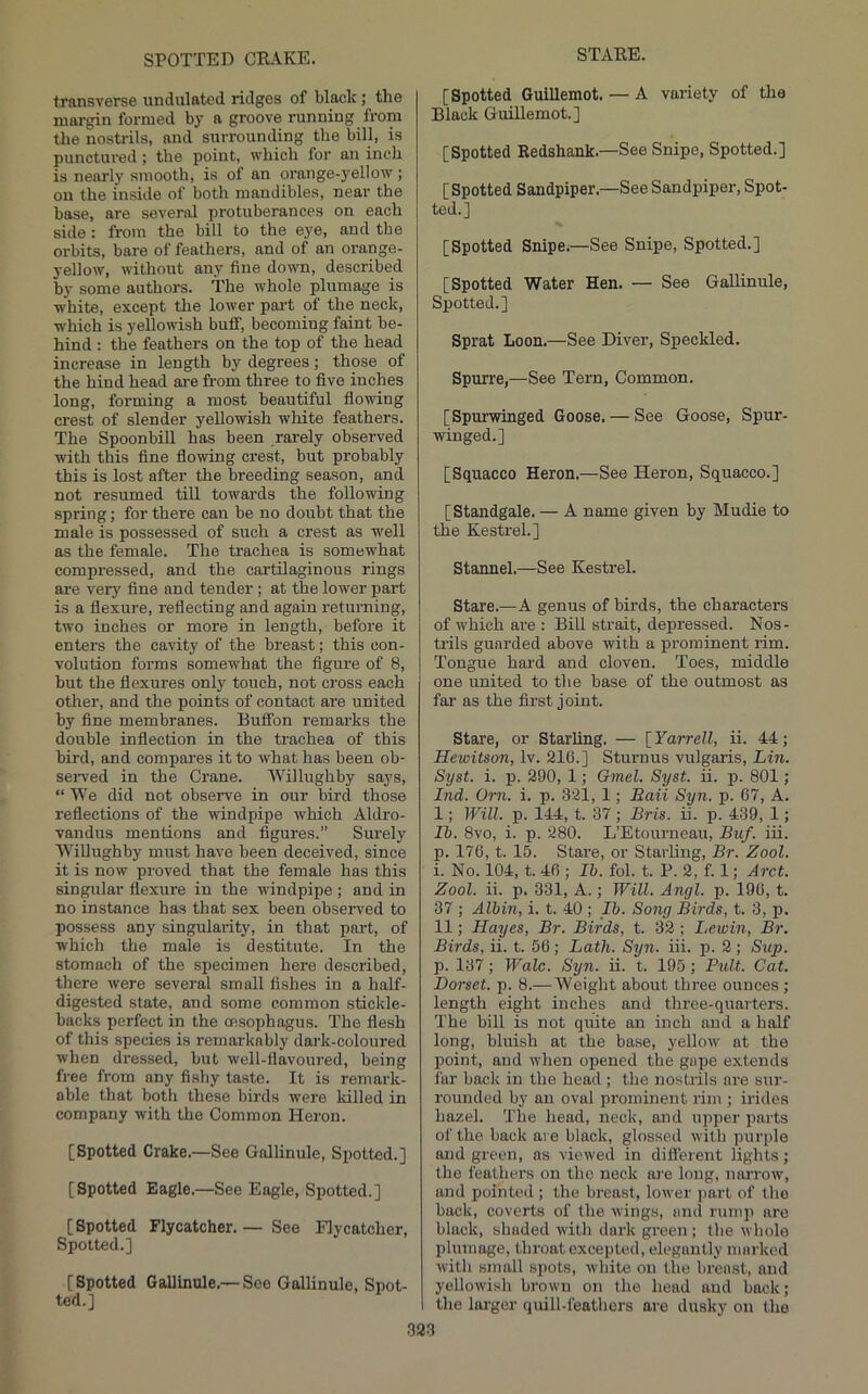 SPOTTED CILVKE. STARE. transverse undulated ridges of black; the margin formed by a groove running from the nostrils, and surrounding the bill, is punctui’ed; the point, which for an inch is nearly smooth, is of an orange-yellow; on the inside of both mandibles, near the base, are several protuberances on each side: from the bill to the eye, and tbe orbits, bare of feathers, and of an orange- yellow, without any fine down, described by some authors. The whole plumage is white, except the lower pai-t of the neck, which is yellowish buff, becoming faint be- hind : the feathers on the top of the head increase in length by degrees; those of the hind head ai-e from three to five inches long, forming a most beautiful flowing crest of slender yellowish white feathers. The Spoonbill has been rarely observed with this fine flowing crest, but probably this is lost after the breeding season, and not resumed till towards the following spring; for there can be no doubt that the male is possessed of such a crest as well as the female. The trachea is somewhat compressed, and the cai’tUaginous rings are very fine and tender; at the lower part is a flexure, reflecting and again returning, two inches or more in length, before it enters the cavity of the breast; this con- volution forms somewhat the figure of 8, but the flexures only touch, not cross each other, and the points of contact are united by fine membranes. Eutfon remarks the double inflection in the trachea of this bird, and compares it to what has been ob- seiwed in the Crane. Willughby says, “ We did not observe in our bird those reflections of the windpipe which Aldro- vandus mentions and figures.” Surely Willughby must have been deceived, since it is now proved that the female has this singular flexure in the windpipe ; and in no instance has that sex been observed to possess any singularity, in that part, of which the male is destitute. In the stomach of the specimen here described, there were several small fishes in a half- digested state, and some common stickle- backs perfect in the msophagus. The flesh of this species is remarkably dark-coloured when dressed, but well-flavoured, being free from any fishy taste. It is remark- able that both these birds were killed in company with the Common Heron. [Spotted Crake.—See Gallinule, Spotted.] [Spotted Eagle.—See Eagle, Spotted.] [Spotted Flycatcher. — See Flycatcher, Spotted.] [Spotted Gallinule.— See Gallinule, Spot- ted.] [Spotted Guillemot. — A variety of the Black Guillemot.] [Spotted Redshank.—See Snipe, Spotted.] [Spotted Sandpiper.—See Sandpiper, Spot- ted.] [Spotted Snipe.—See Snipe, Spotted.] [Spotted Water Hen. — See Gallinule, Spotted.] Sprat Loon.—See Diver, Speckled. Spurre,—See Tern, Common. [Spurwinged Goose. — See Goose, Spur- winged.] [Squacco Heron.—See Heron, Squacco.] [Standgale. — A name given by Mudie to the Kestrel.] Stannel.—See Kestrel. Stare.—A genus of birds, the characters of which are : Bill strait, depressed. Nos- trils guarded above with a prominent rim. Tongue hai’d and cloven. Toes, middle one united to the base of the outmost as far’ as the first joint. Stare, or Starling. — \^Yarrell, ii. 44; Hewitson, Iv. 216.] Sturnus vulgaris, Lin. Syst. i. p. 290, 1; Gmel. Syst. ii. p. 801; Ind. Orn. i. p. 321, 1; Bail Syn. p. 07, A. 1; Will. p. 144, t. 37 ; Bris. ii. p. 439, 1; Ii. 8vo, i. p. 280. L’Etourneau, Buf. iii. p. 176, t. 15. Stare, or Starlirrg, Br. Zool. i. No. 104, t. 46 ; Ih. fol. t. P. 2, f. 1; Arct. Zool. ii. p. 331, A.; Will. Angl. p. 190, t. 37 ; Albin, i. t. 40 ; Ib. Song Birds, t. 3, p. 11; Hayes, Br. Birds, t. 32 ; Lewin, Br. Birds, ii. t. 56; Lath. Syn. iii. p. 2 ; Sup. p. 137; Wale. Syn. ii. t. 195 ; Pult. Cat. Dorset, p. 8.—Weight about three ourrees ; length eight inches and three-quarters. The bill is not quite an inch and a half long, bluish at the base, yellow at the point, and when opened the gape extends fur back in the head ; the nostrils are sui'- rounded by an oval prominent rim ; irides hazel. The head, neck, and ujrper parts of the back are black, glossed with purple and green, as viewed in differerrt lights; the feathers on the neck aj-e long, inirr'ow, and pointed ; the breast, lower part of the back, coverts of the wings, aiul rump are black, shaded with dark green ; the whole plumage, throat excepted, elegantly marked with small spots, white on llie breast, and yellowish brown on the head and back; the larger quill-feathers are dusky on the