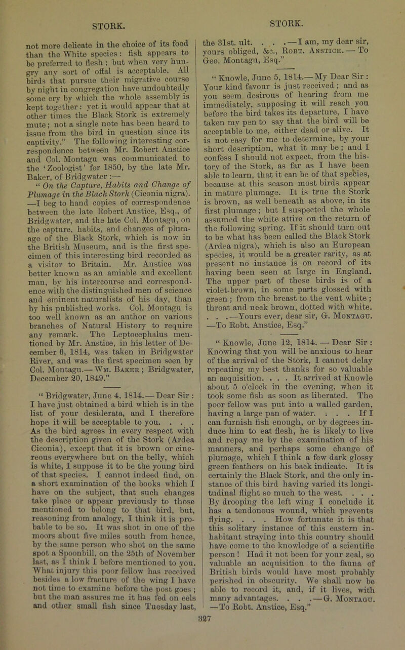 not more delicate in the choice of its food j than the White species: fish appears to be preferred to flesh ; but when very hun- prv any sort of offal is acceptable. All birds that pursue their migrutrve course by night in congregation have undoubtedly some cry by wliich the wliole assembly is kept together : yet it would appear that at other times the' Black Stork is extremely mute; not a single note has been heard to issue from the bird in question since its captivity.” The following interesting cor- respondence between Mr. Robert Anstice and Col. Montagu was communicated to the ‘ Zoologist ’ for 1850, by the late Mr. Baker, of Biidgwater :— “ On the Capture, Habits and Change of Plumage in the Black Stork (Ciconia nigra). —I beg to hand copies of correspondence between the late llobert Anstice, Esq., of Bridgwater, and the late Col. Montagu, on the capture, habits, and changes of plum- age of the Black Stork, which is now in the British Museum, and is the first spe- cimen of this interesting bird recorded as a visitor to Britain. Mr. Anstice was better known as an amiable and excellent man, by his intercourse and correspond- ence with the distinguished men of science and eminent naturalists of his day, than by his published works. Col. Montagu is too well known as an author on various branches of Natural History to require any remark. The Leptocephalus men- tioned by Mr. Anstice, in his letter of De- cember 6, 1814, was taken in Bridgwater River, and was the first specimen seen by Col. Montagu.— Wm. Bakee; Bridgwater, December 20, 1849.” “ Bridgwater, June 4, 1814. — Dear Sir : I have just obtained a bird which is in the list of your desiderata, and I therefore hope it win be acceptable to you. . . . As the bird agrees in every respect with the description given of the Stork (Ardea Ciconia), except that it is brown or cine- reous everywhere but on the belly, which is white, 1 suppose it to be the young bird of that species. I cannot indeed find, on a short examination of the books which I have on the subject, that such changes take place or appear previously to those mentioned to belong to that bird, but, reasoning from analogy, I think it is pro- bable to be so. It was shot in one of the moors about five miles south from hence, by the same person who shot on the same spot a Spoonbill, on the 25th of November last, as I think I before mentioned to you. What injury this poor fellow has received besides a low fracture of the wing 1 have not time to examine before the post goes ; but the man assures me it has fed on eels and other small fish since Tuesday last. the 31st. ult. . . . — I am, my dear sir, yours obliged, &c., Robt. Anstice. — To Geo. Montagu, Esq.” “ Knowle, June 5, 1814.—My Dear Sir : Your kind favour is just received ; and as you seem desirous of hearing from me immediately, supposing it will reach you before the bird takes its departure, I have taken my pen to say that the bird will be acceptable to me, either dead or alive. It is not easy for me to determine, by your short description, what it may be; and I confess I should not expect, from the his- tory of the Stork, as far as I have been able to learn, that it can be of that spebies, because at this season most birds appear in mature plumage. It is true the Stork is brown, as well beneath as above, in its first plumage ; but I suspected the whole assumed the white attire on the return of the following spring. If it should turn out to be what has been called the Black Stork (Ardea nigra), which is also an European species, it would be a greater rarity, as at present no instance is on record of its having been seen at large in England. The upper part of these birds is of a violet-brown, in some parts glossed with green ; from the breast to the vent white ; throat and neck brown, dotted with white. . . .—Yours ever, dear sir, G. Montagu. —To Robt. Anstice, Esq.” “ Knowle, June 12, 1814. — Dear Sir : Knowing that you will be anxious to hear of the arrival of the Stork, I cannot delay repeating iny best thanks for so valuable an acquisition. ... It arrived at Knowle about 5 o’clock in the evening, when it took some fish as soon as liberated. The poor fellow was put into a walled garden, having a large pan of water. ; . . If I can furnish fish enough, or by degrees in- duce him to eat flesh, he is likely to live and repay me by the examination of his manners, and perhaps some change of plumage, which I think a few dark glossy green feathers on his back indicate. It is certainly the Black Stork, and the only in- stance of this bird having varied its longi- tudinal flight so much to the west. . . . By drooping the left wing I conclude it has a tendonous wound, which pi-events flying. . . . How fortunate it is that this solitary instance of this eastern in- I habitant straying into this country should have come to the knowledge of a scientific person 1 Had it not been for your zeal, so valuable an acquisition to the fauna of British birds would have most probably perished in obscurity. We shall now be able to record it, and, if it lives, with : many advantages. . . . — G. Montagu. — To Robt. Anstice, Esq.”
